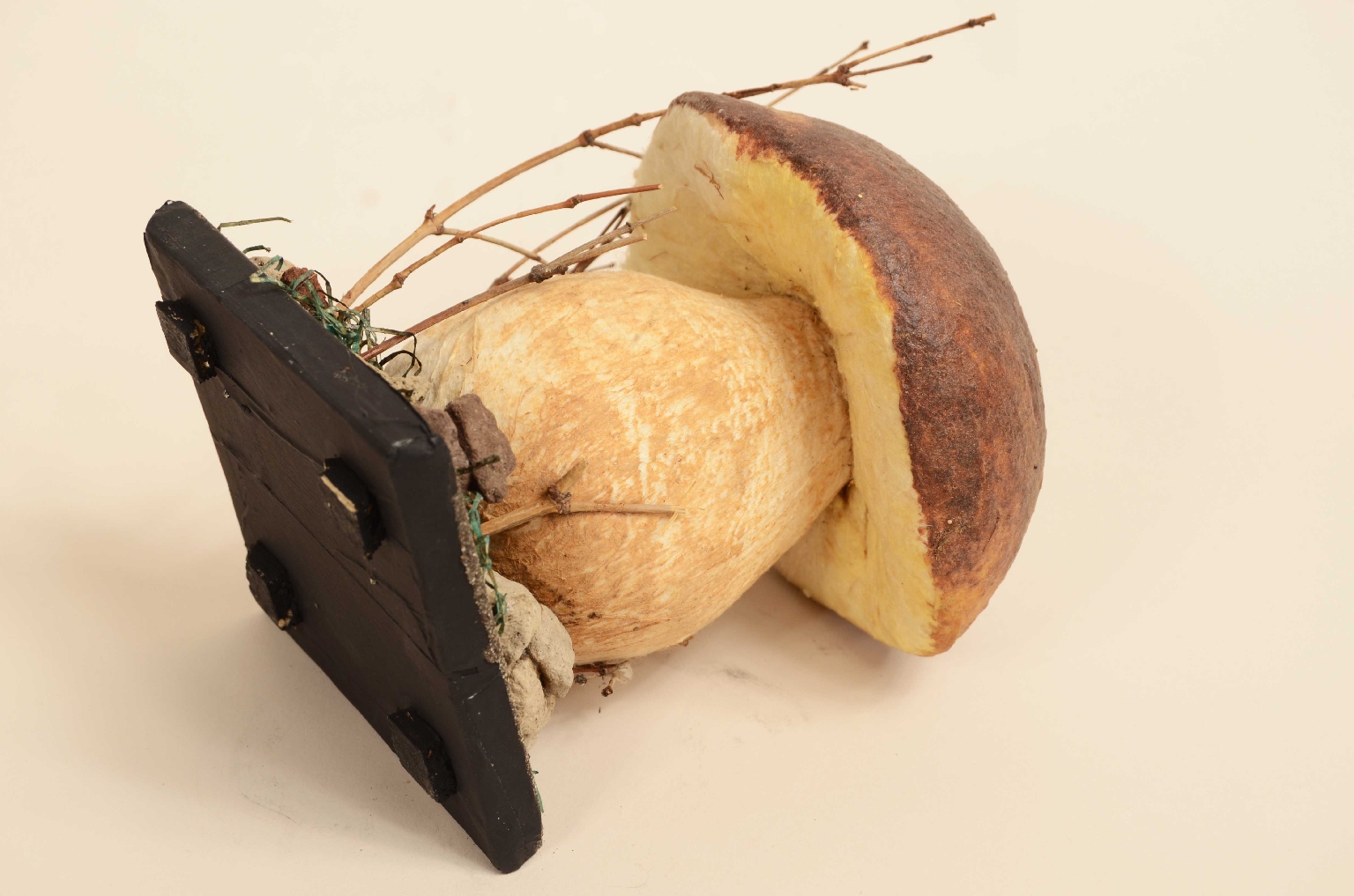 Storia naturale/7914-Modello Porcino