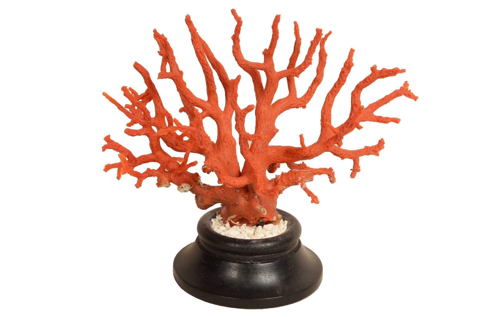 Natural history/8095-Coral Branch