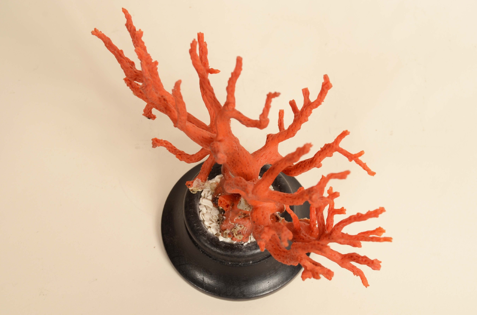 Natural history/8095-Coral Branch