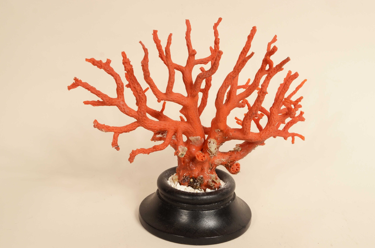 Natural history/8095-Coral Branch