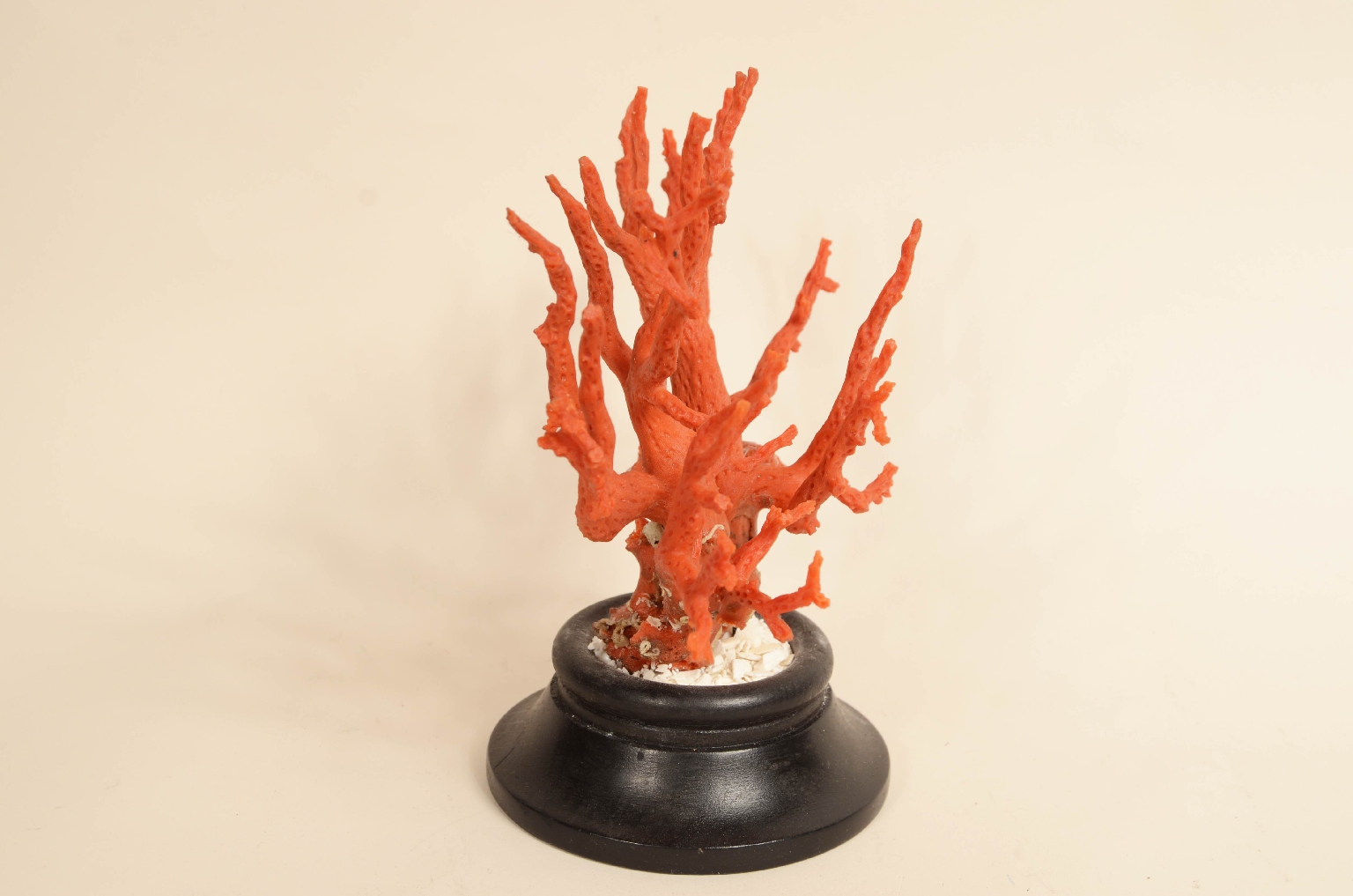 Natural history/8095-Coral Branch