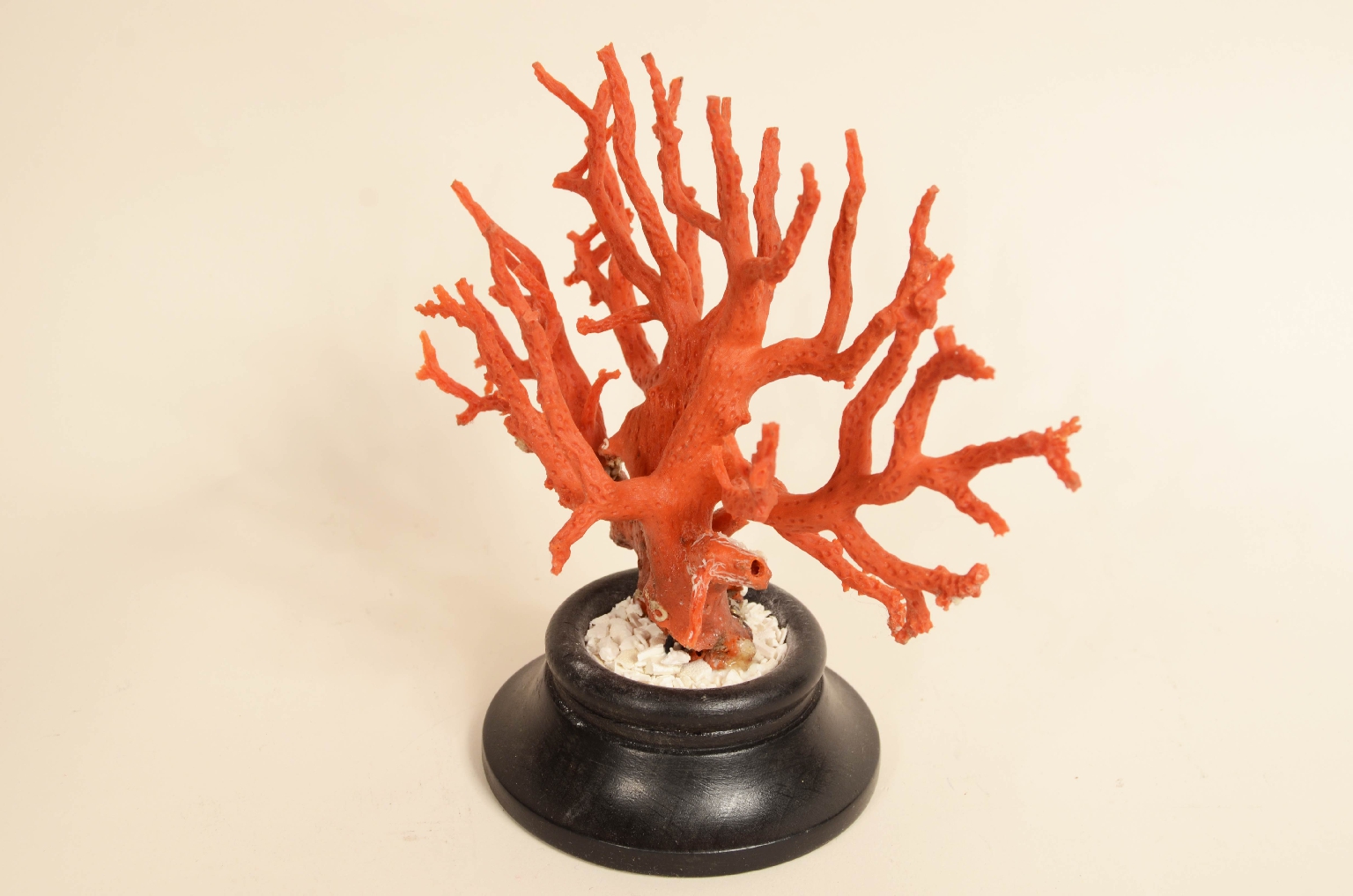 Natural history/8095-Coral Branch