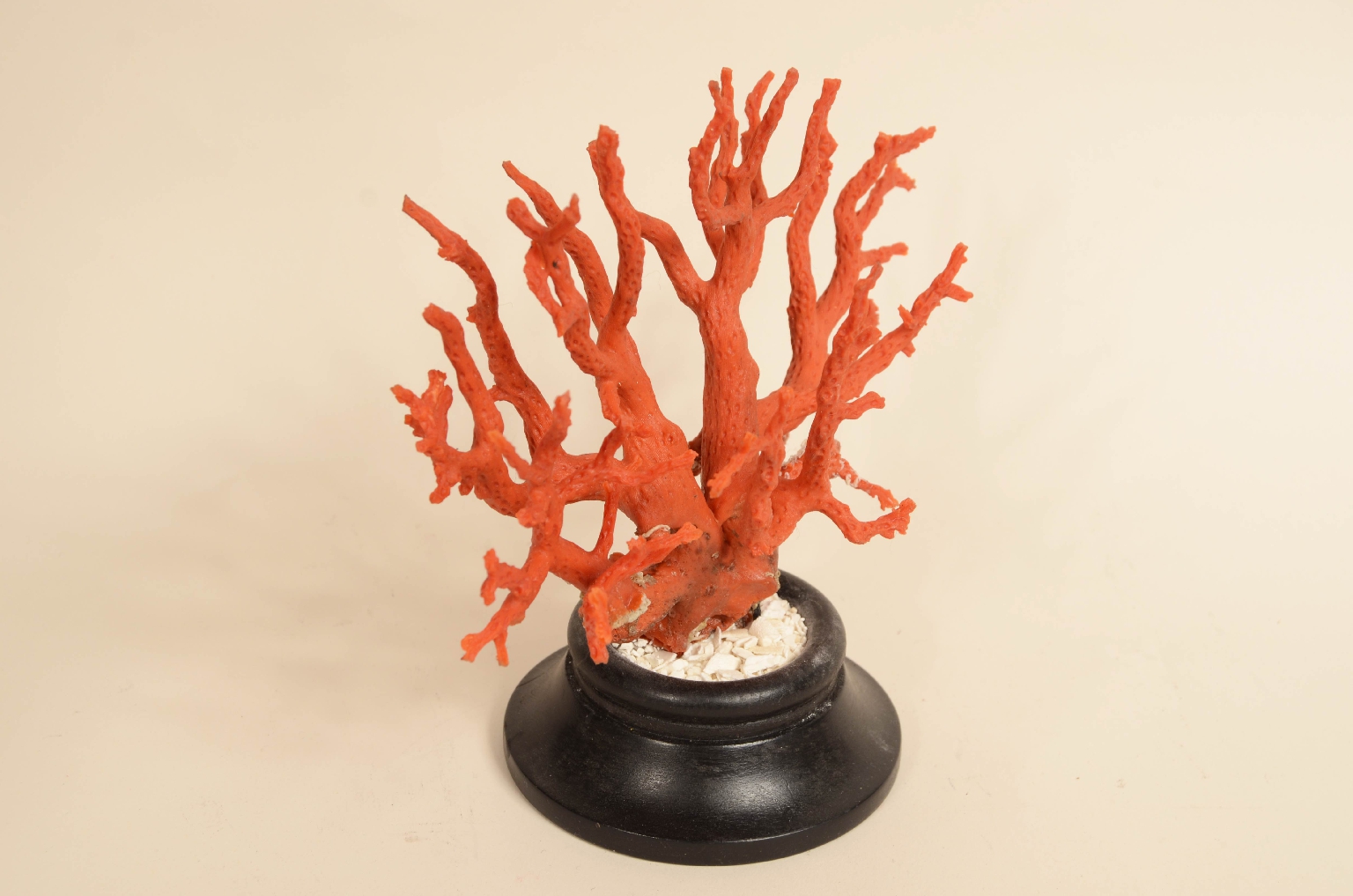 Natural history/8095-Coral Branch