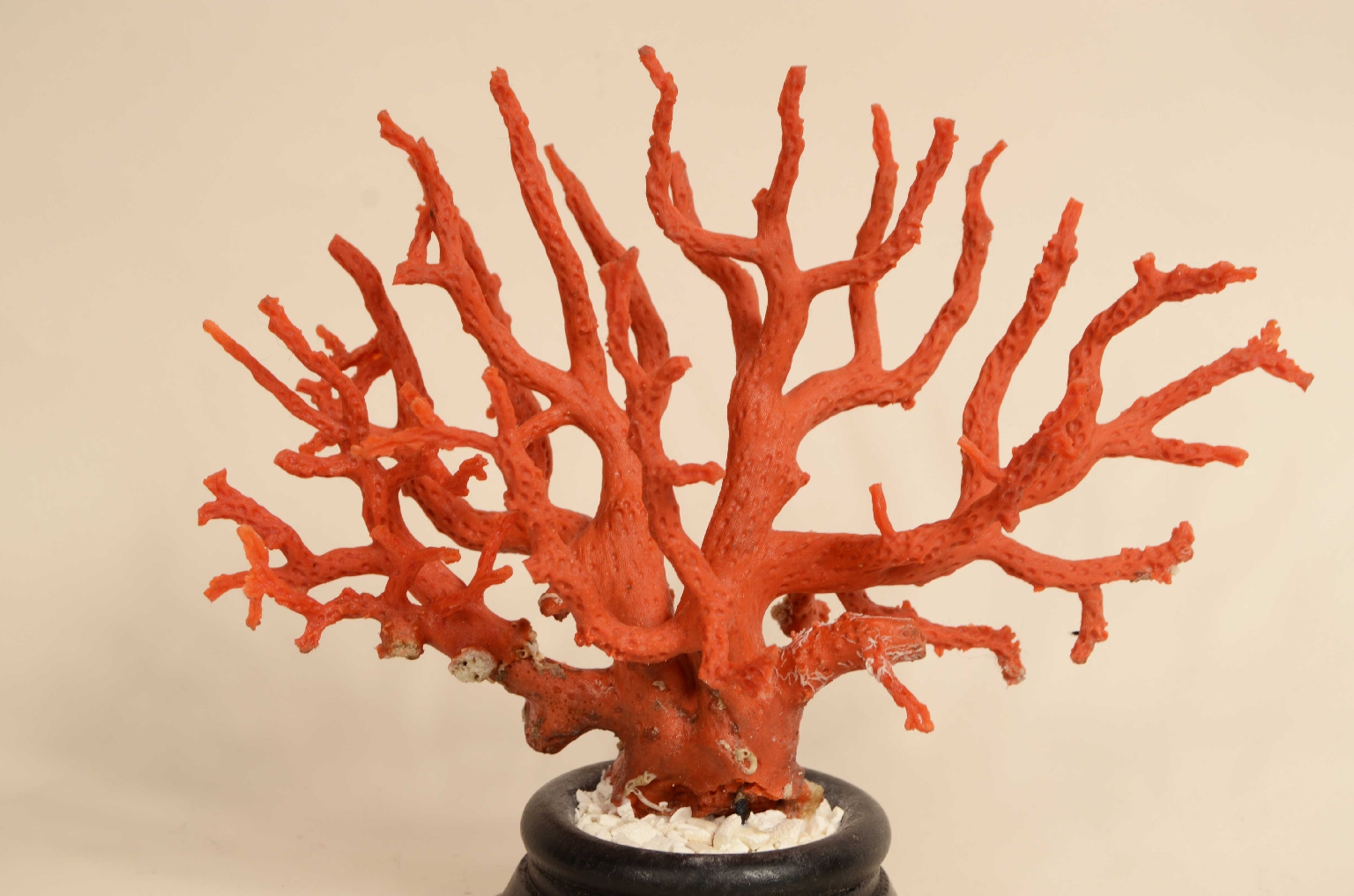 Natural history/8095-Coral Branch