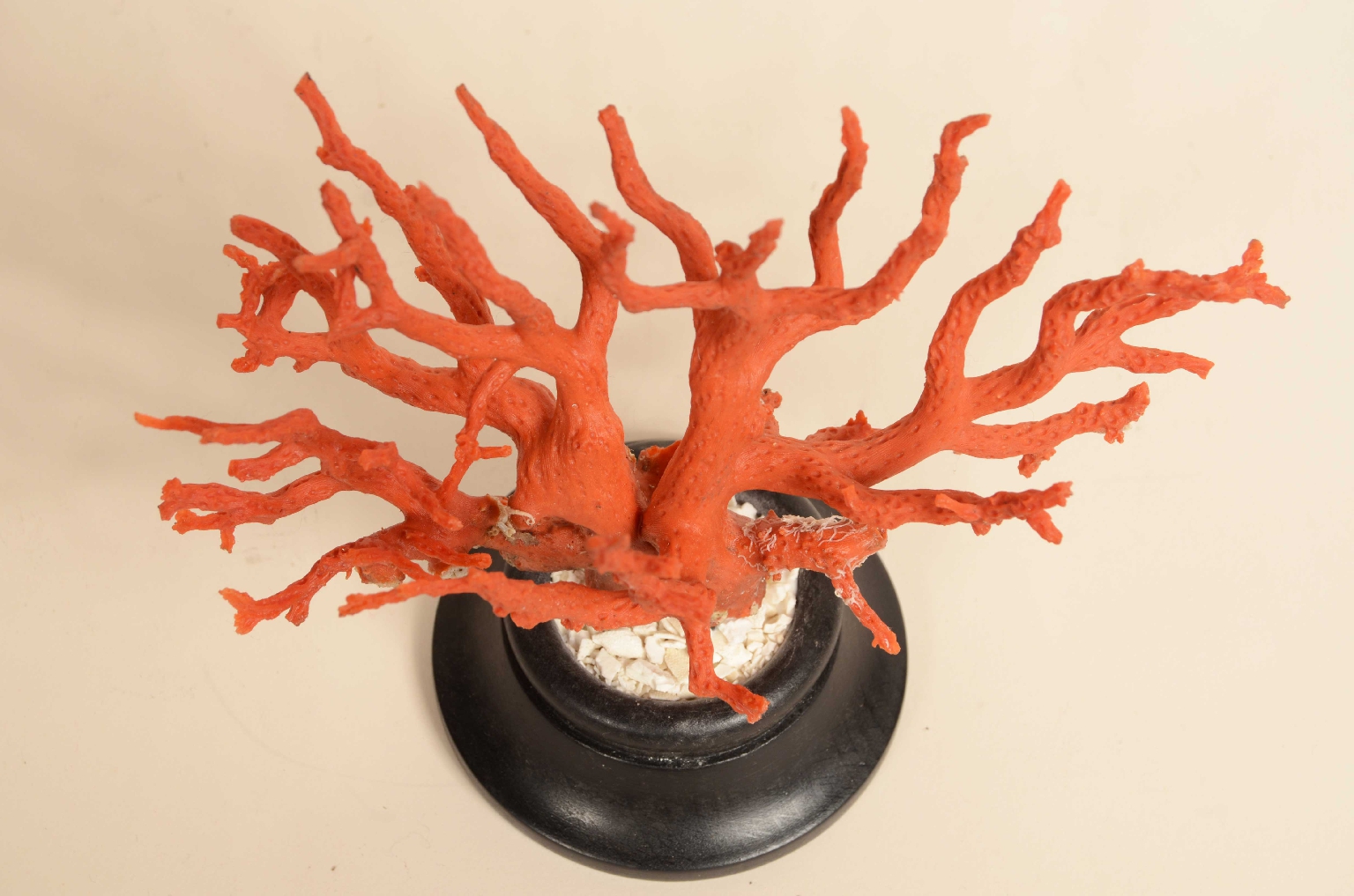 Natural history/8095-Coral Branch