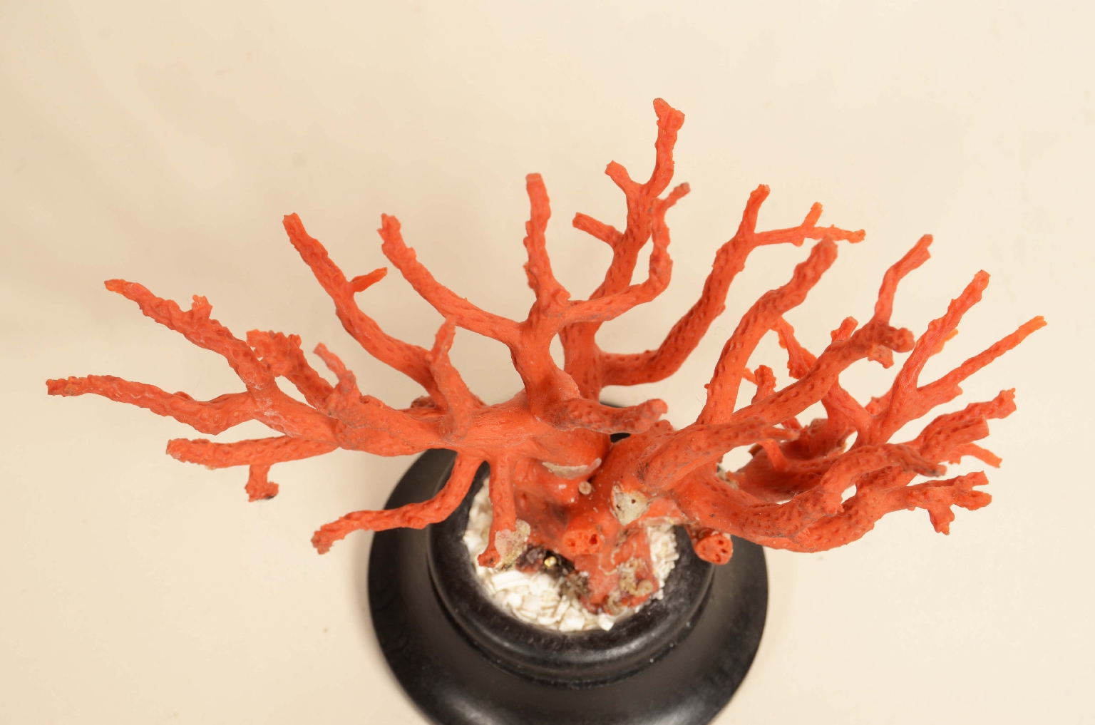 Natural history/8095-Coral Branch