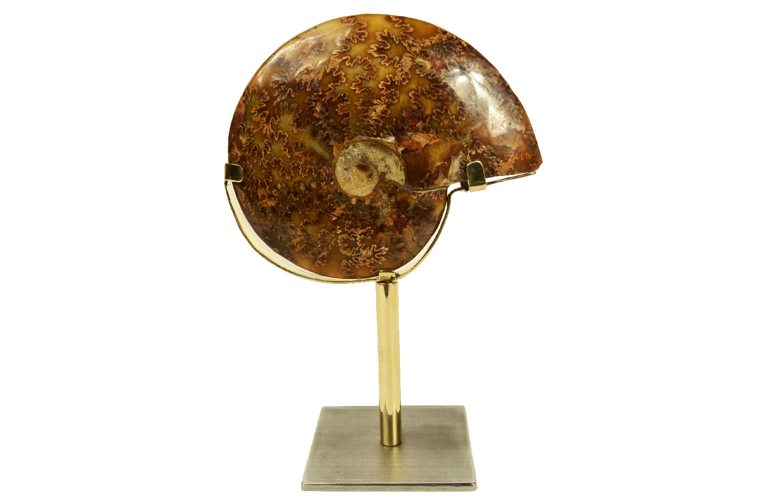 Natural history/8565-Fossil Ammonite