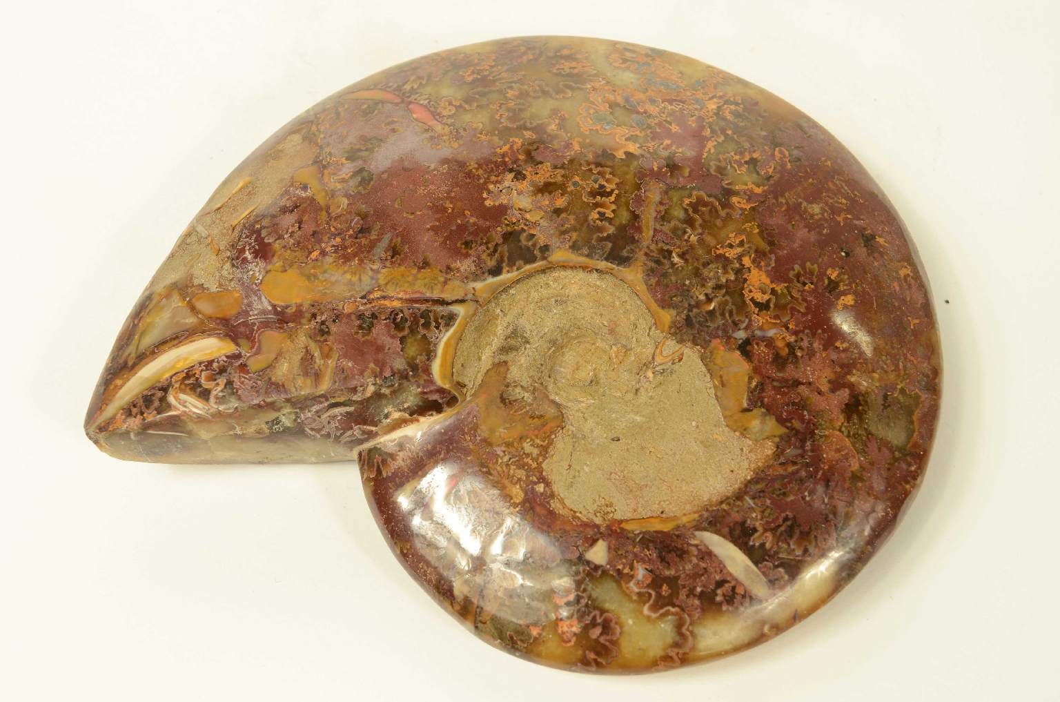 Natural history/8565-Fossil Ammonite