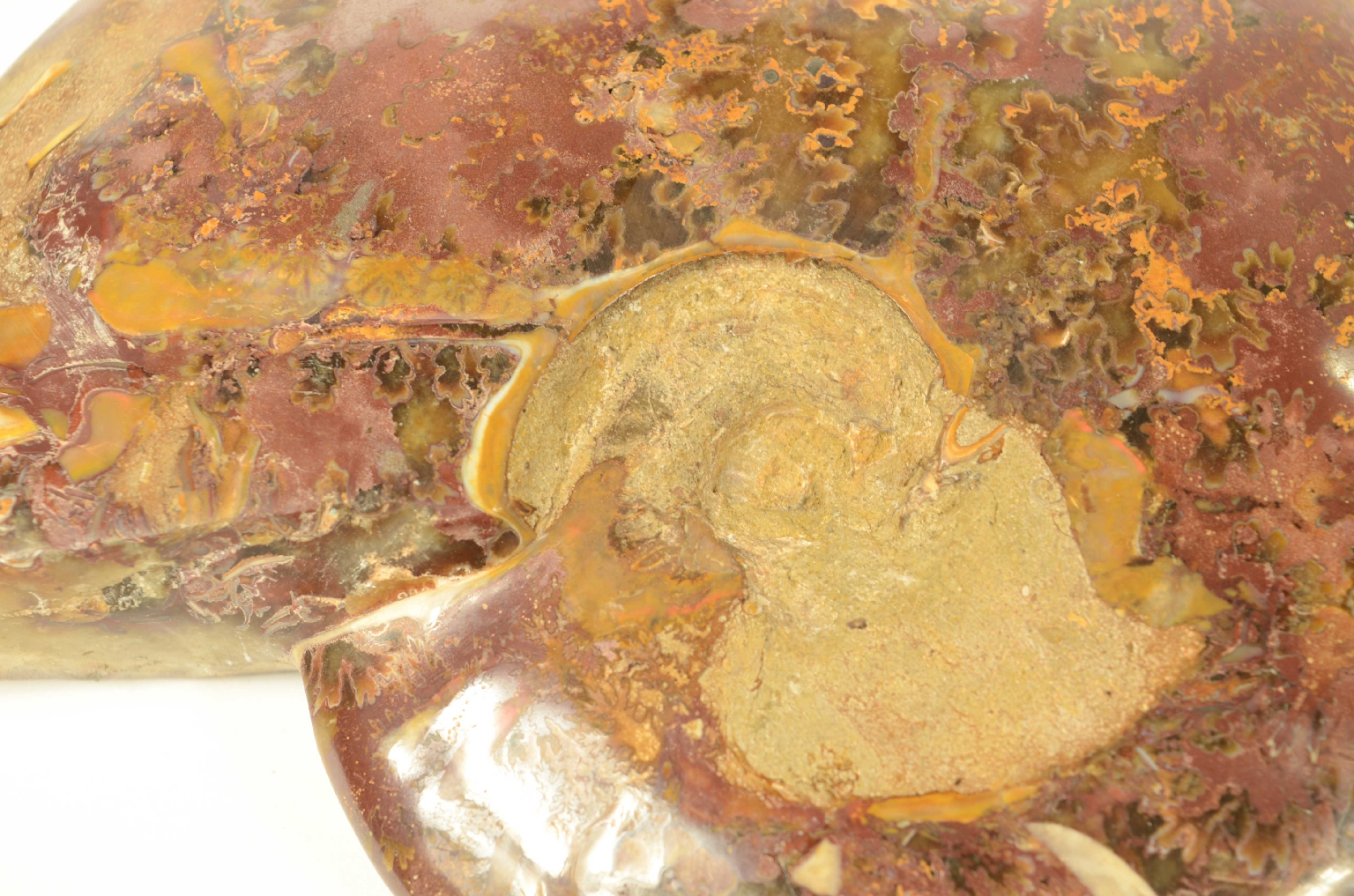 Storia naturale/8565-Ammonite Fossile