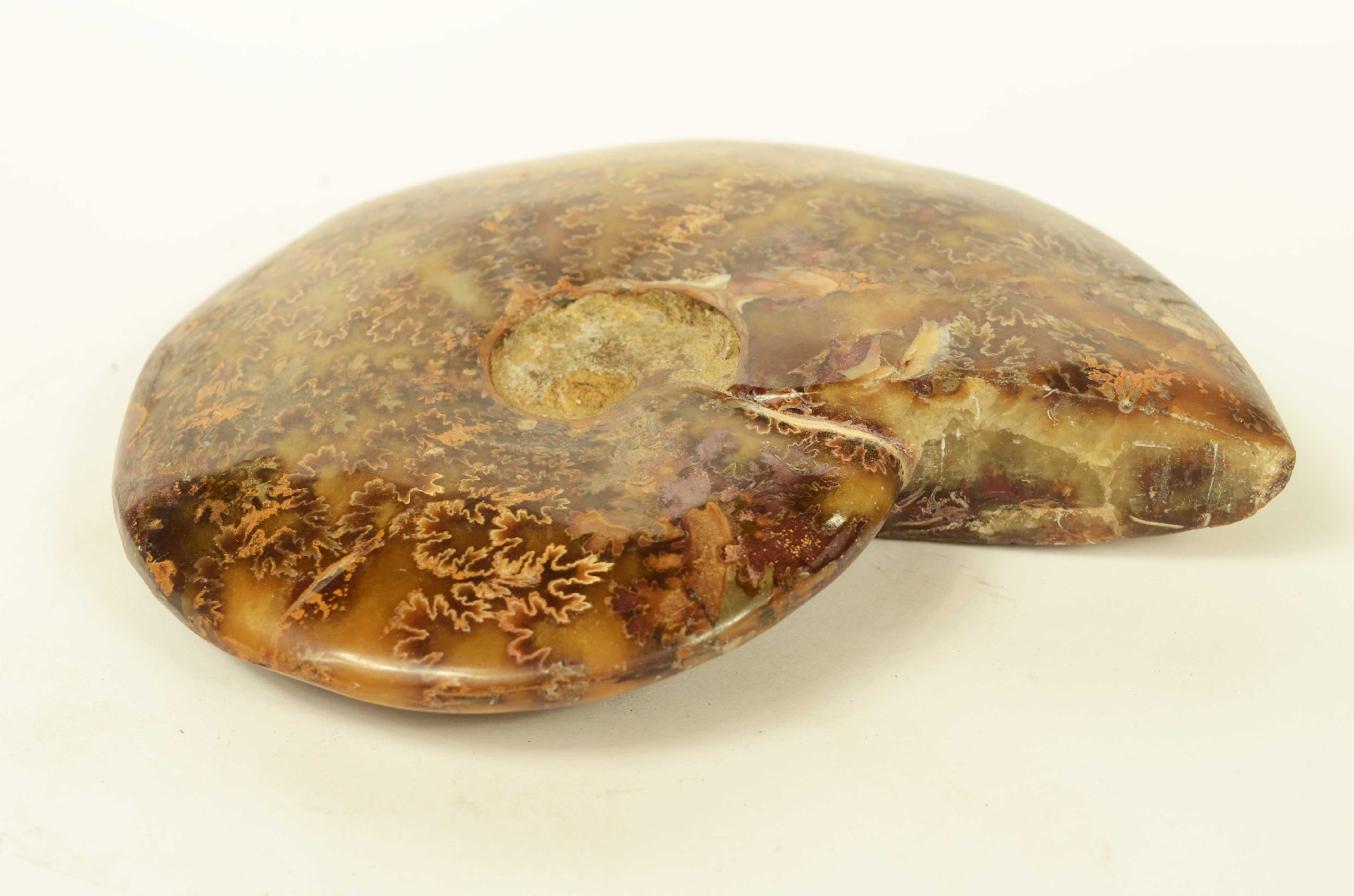 Natural history/8565-Fossil Ammonite