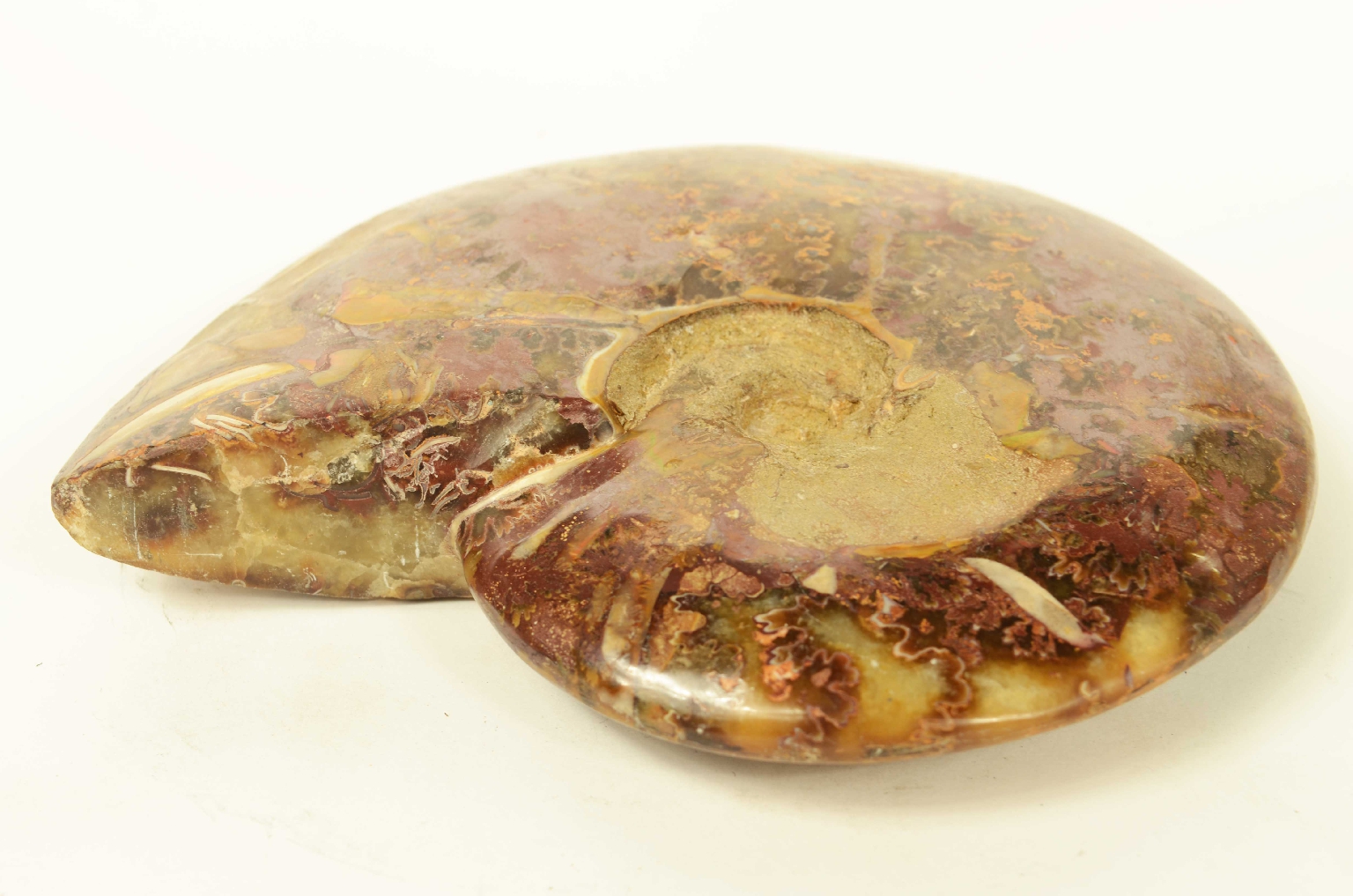 Storia naturale/8565-Ammonite Fossile