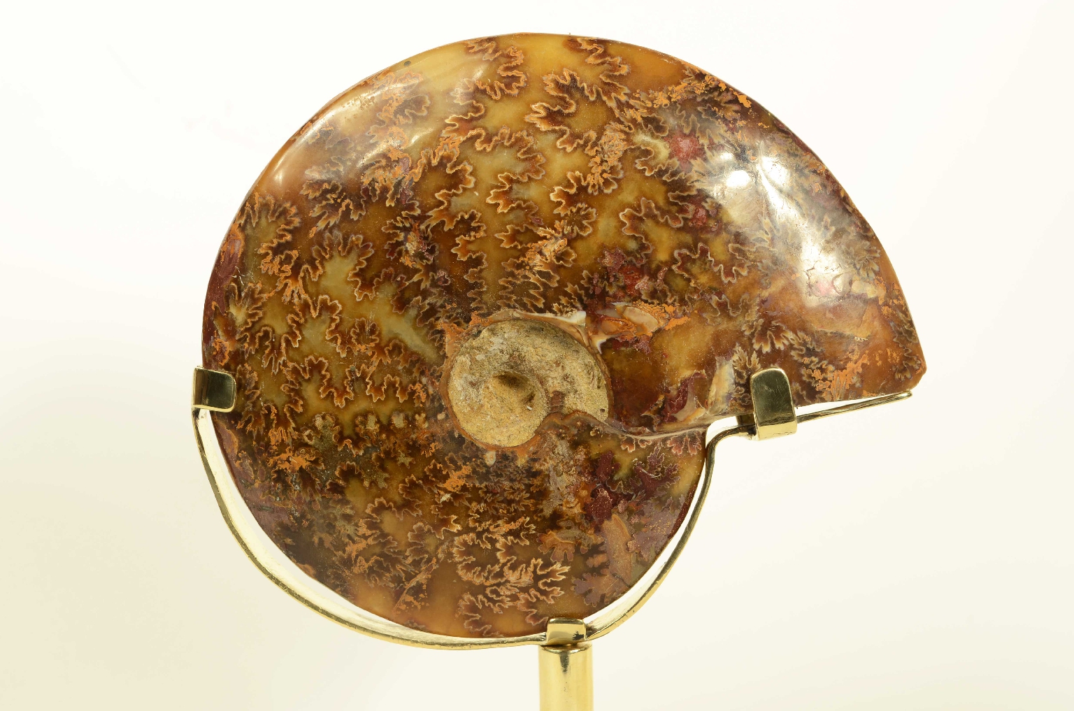 Natural history/8565-Fossil Ammonite