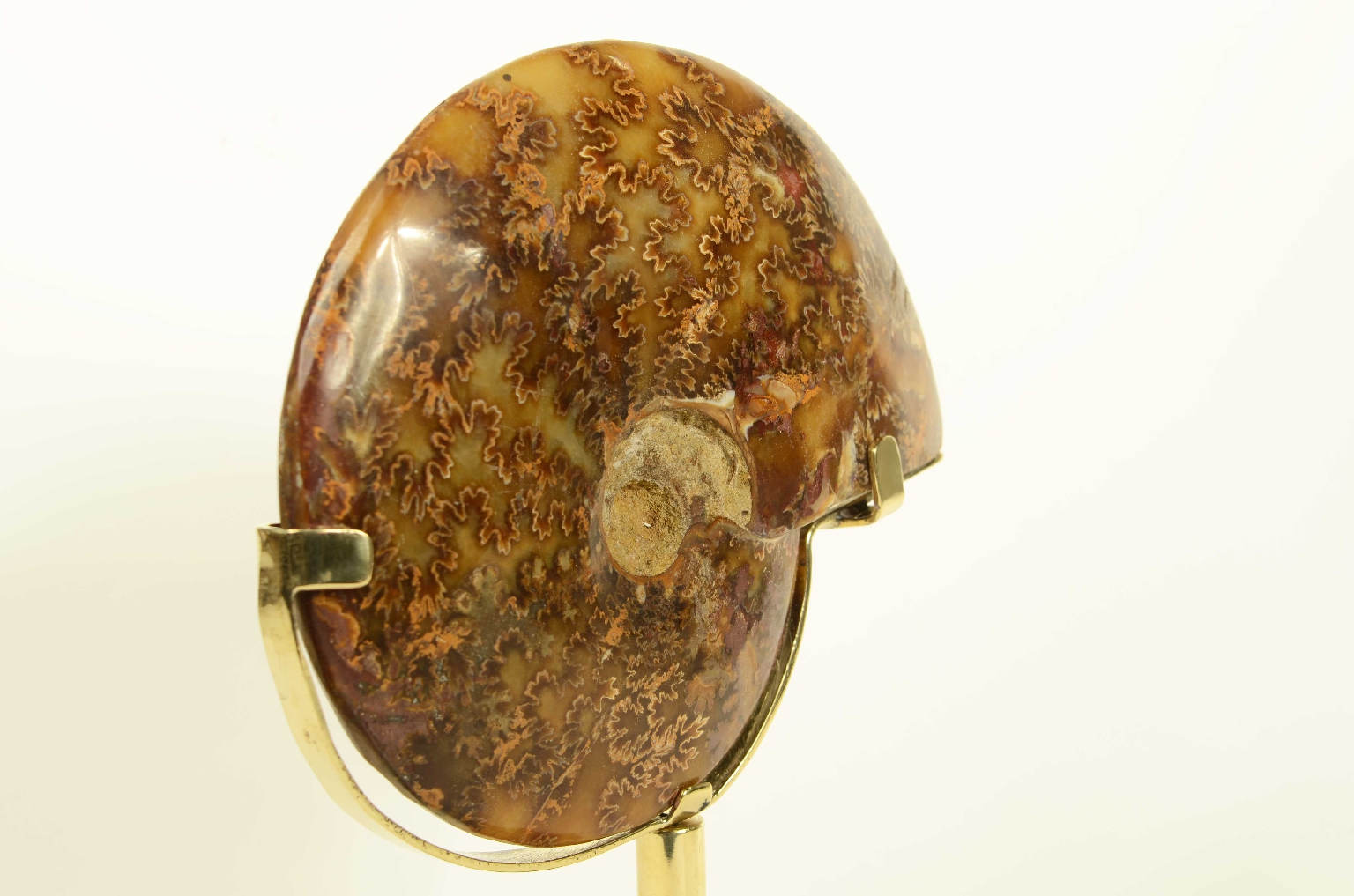 Natural history/8565-Fossil Ammonite