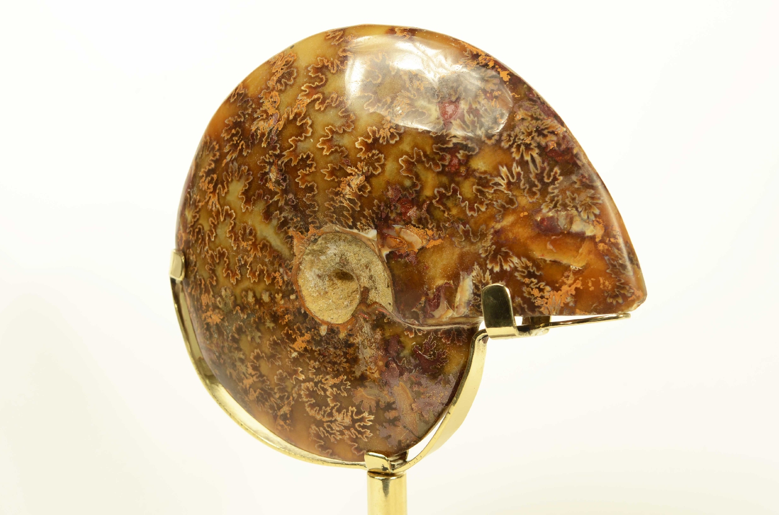 Natural history/8565-Fossil Ammonite