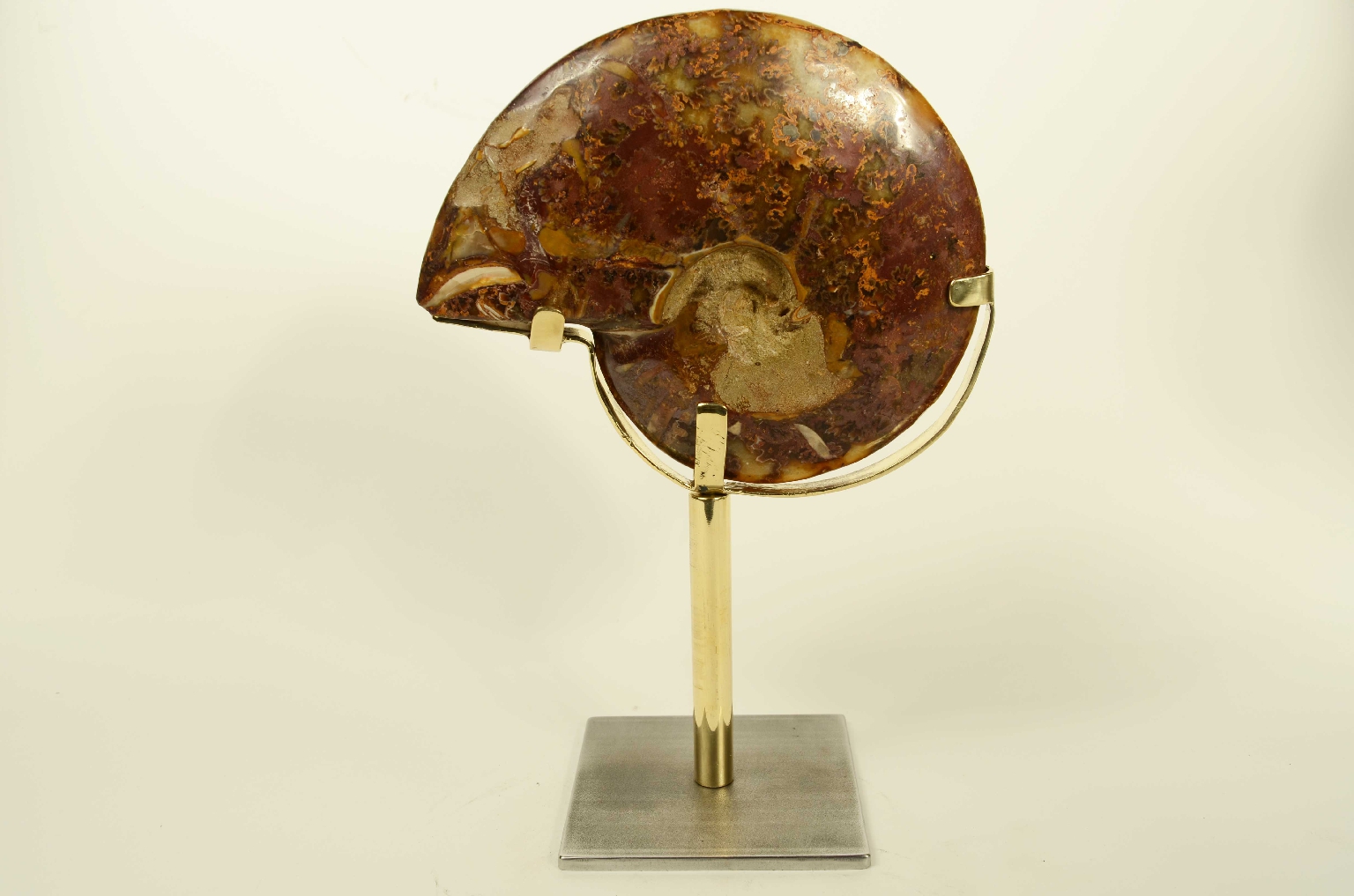 Natural history/8565-Fossil Ammonite
