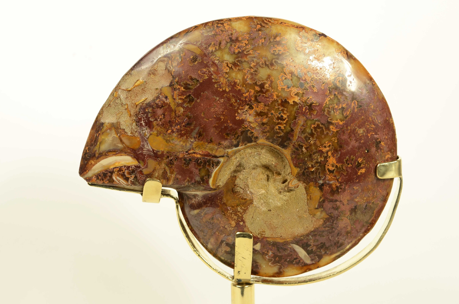Natural history/8565-Fossil Ammonite