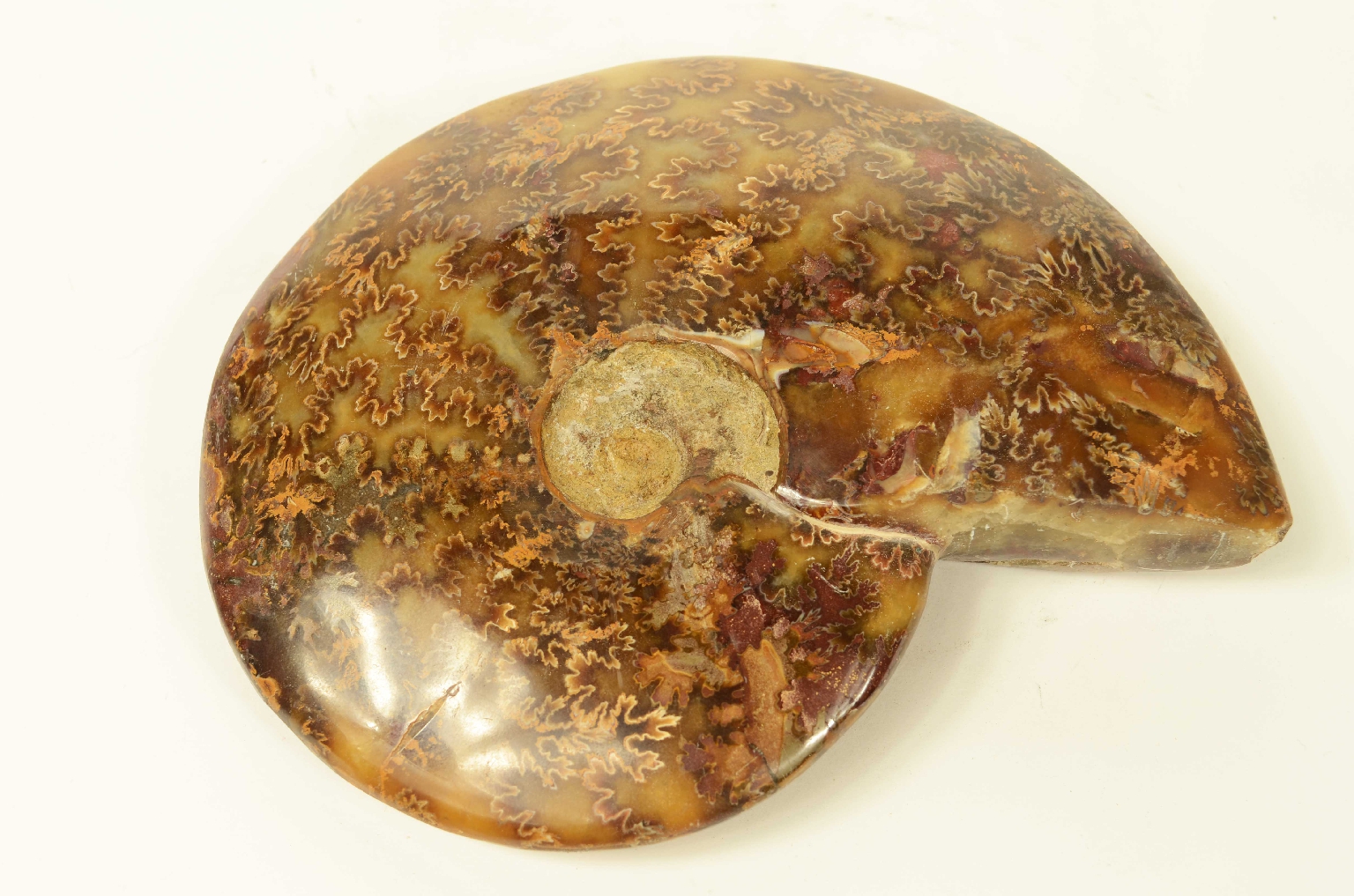 Natural history/8565-Fossil Ammonite