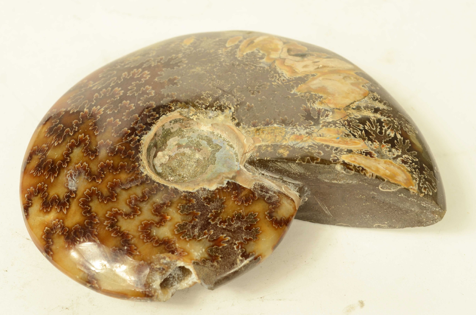 Storia naturale/8565a-Ammonite Fossile