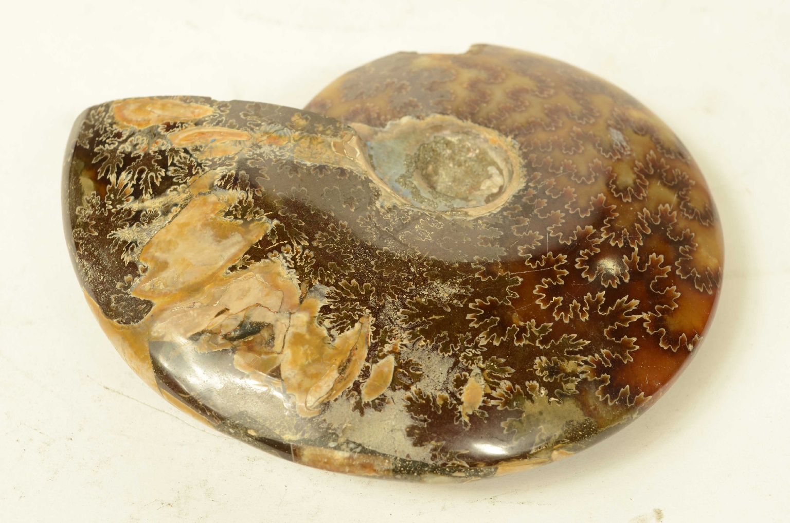 Storia naturale/8565a-Ammonite Fossile