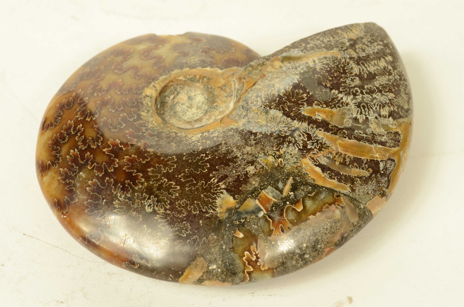 Natural history/8565a-Fossil Ammonite