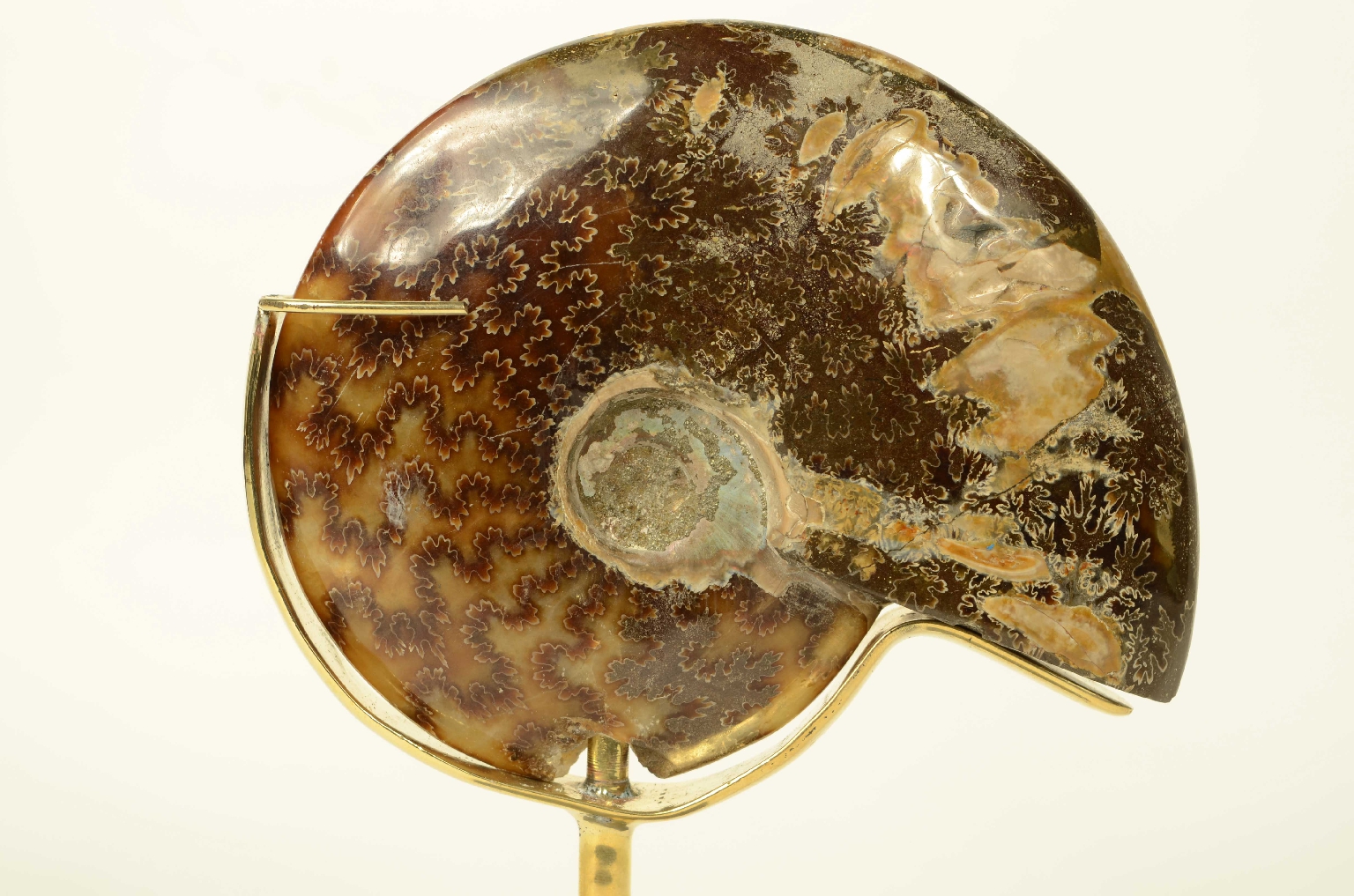 Storia naturale/8565a-Ammonite Fossile