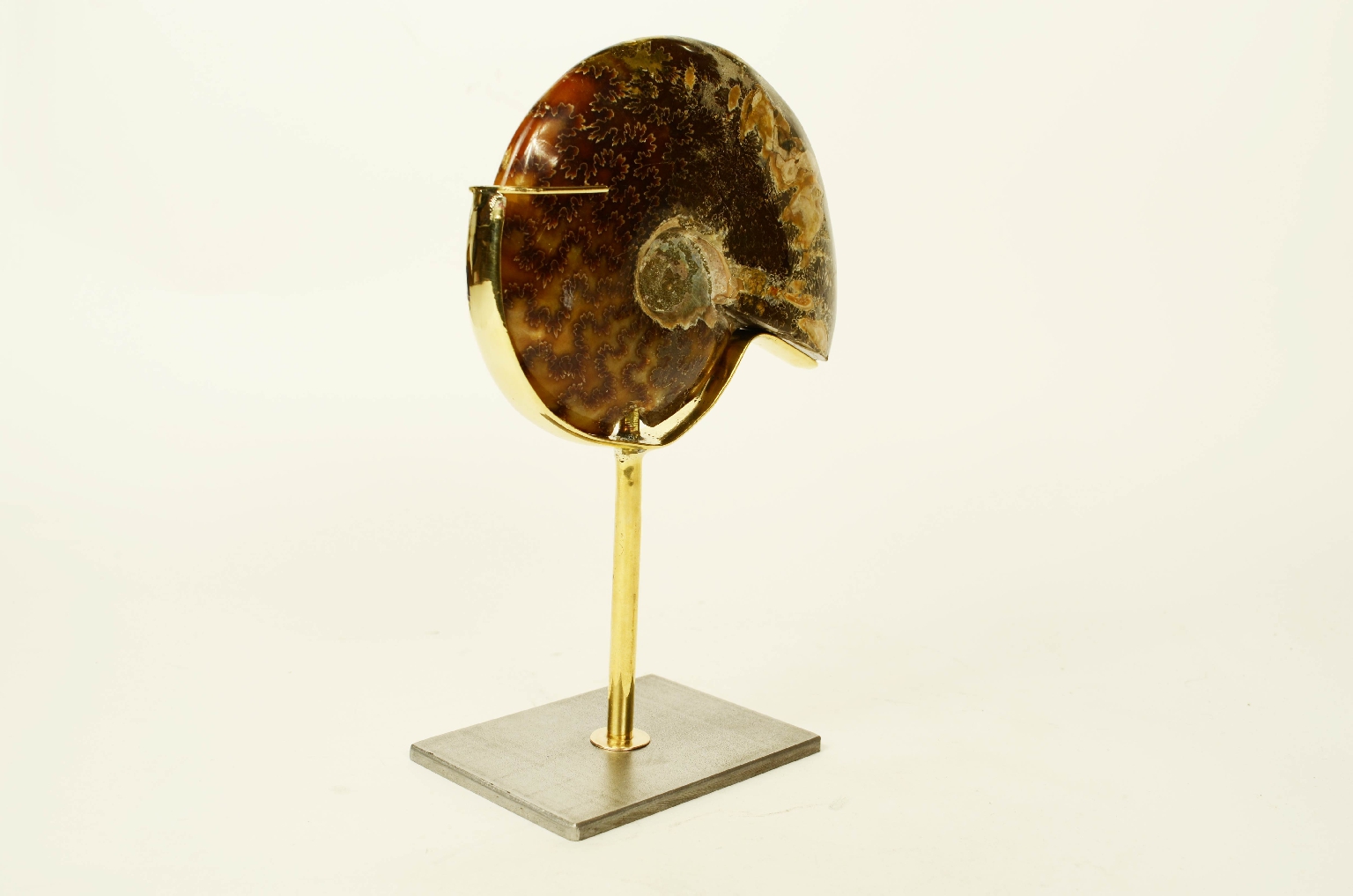 Natural history/8565a-Fossil Ammonite