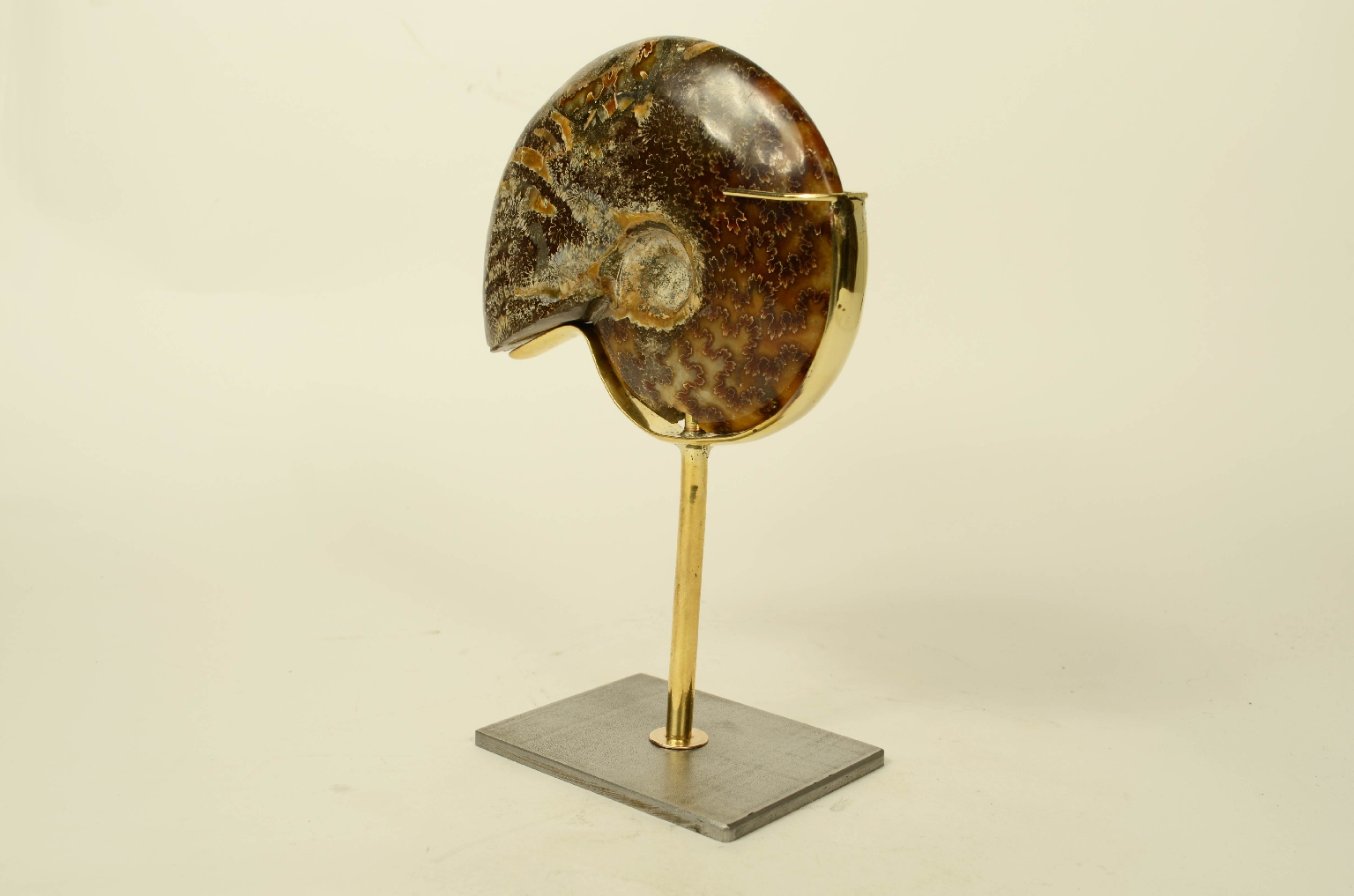 Storia naturale/8565a-Ammonite Fossile