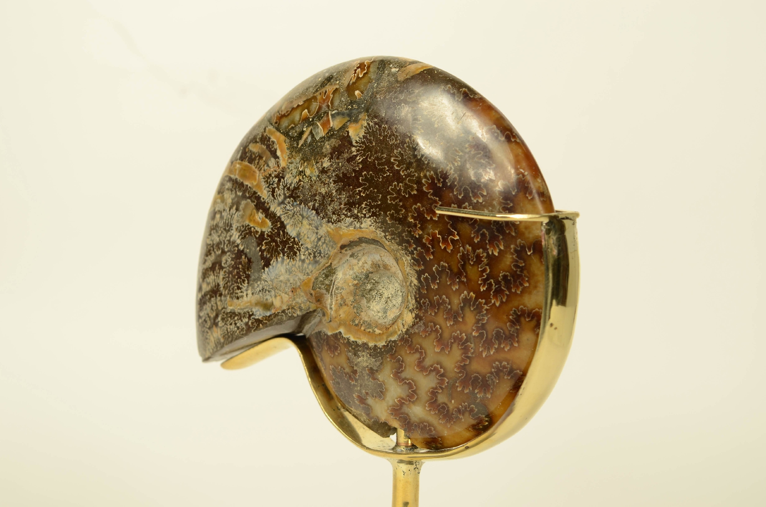Storia naturale/8565a-Ammonite Fossile