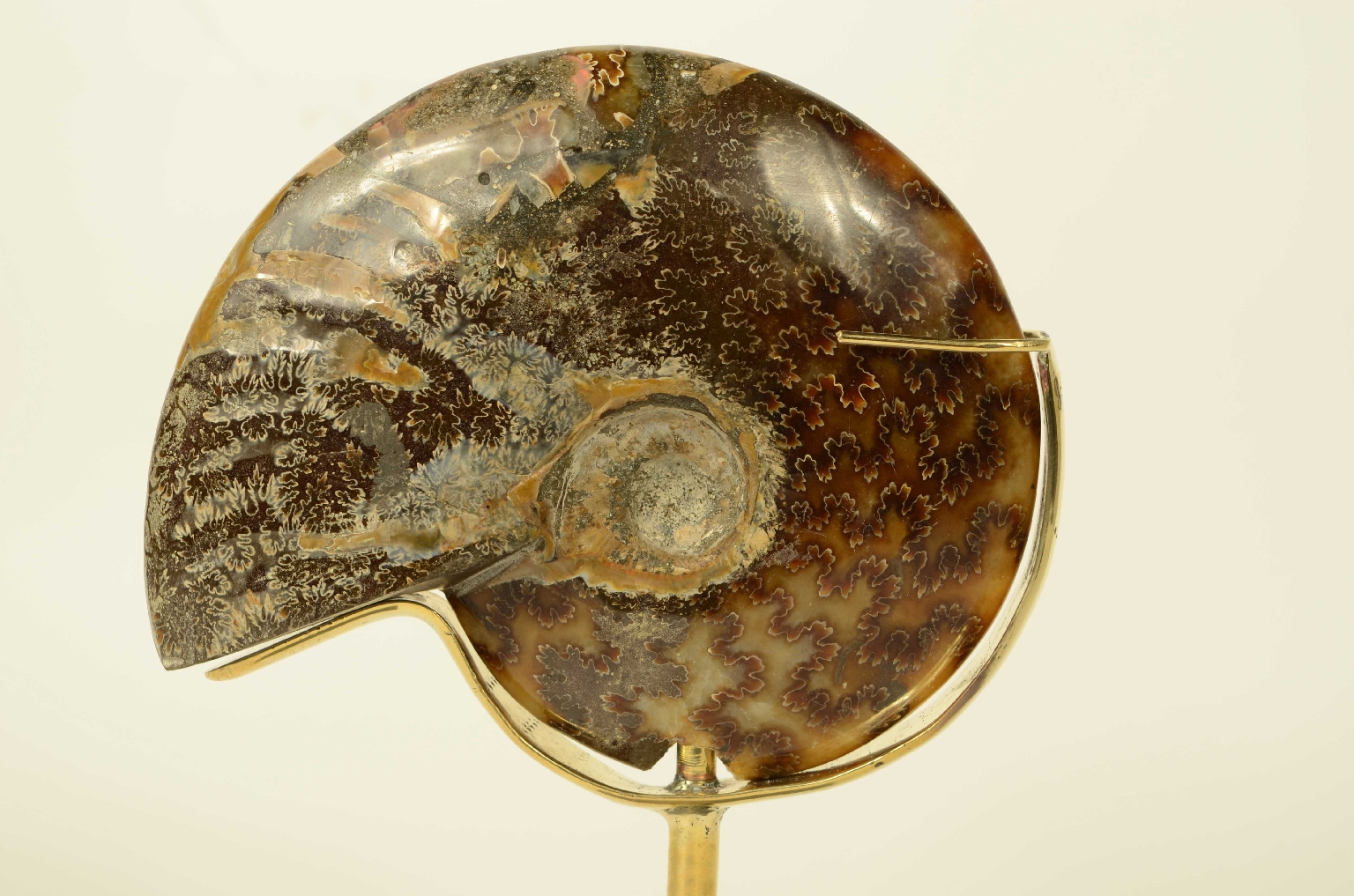 Storia naturale/8565a-Ammonite Fossile