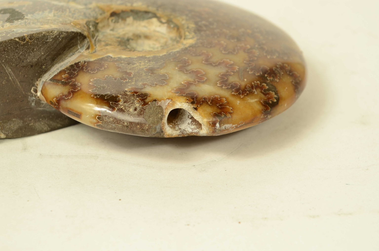 Storia naturale/8565a-Ammonite Fossile