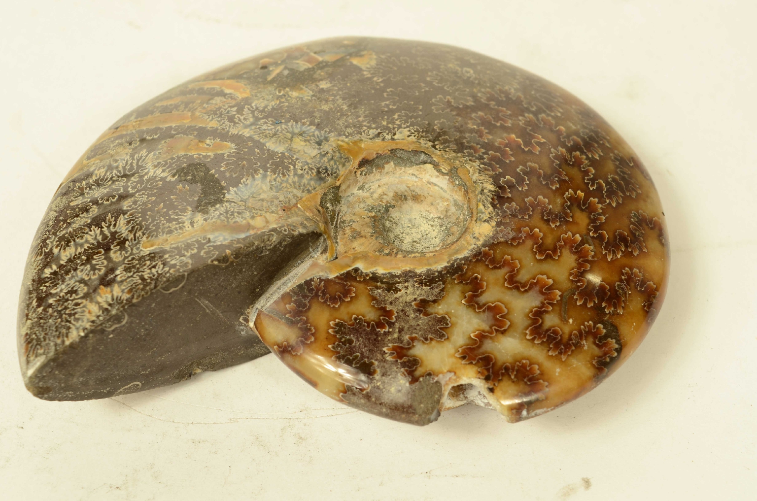 Storia naturale/8565a-Ammonite Fossile