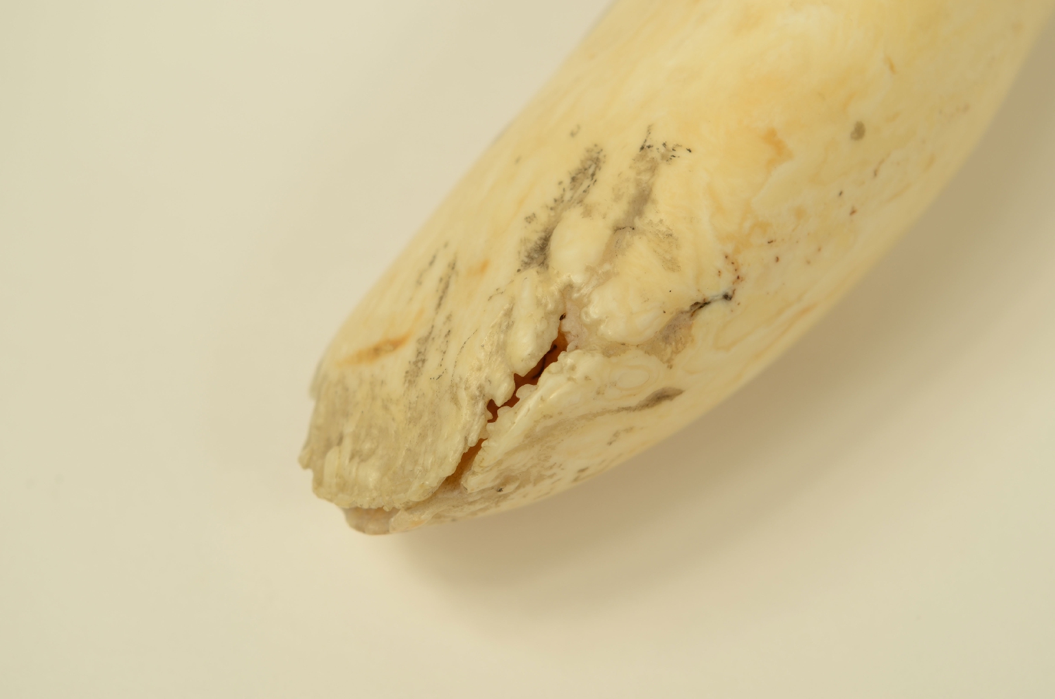 Nautical antiques/8570-Scrimshaw