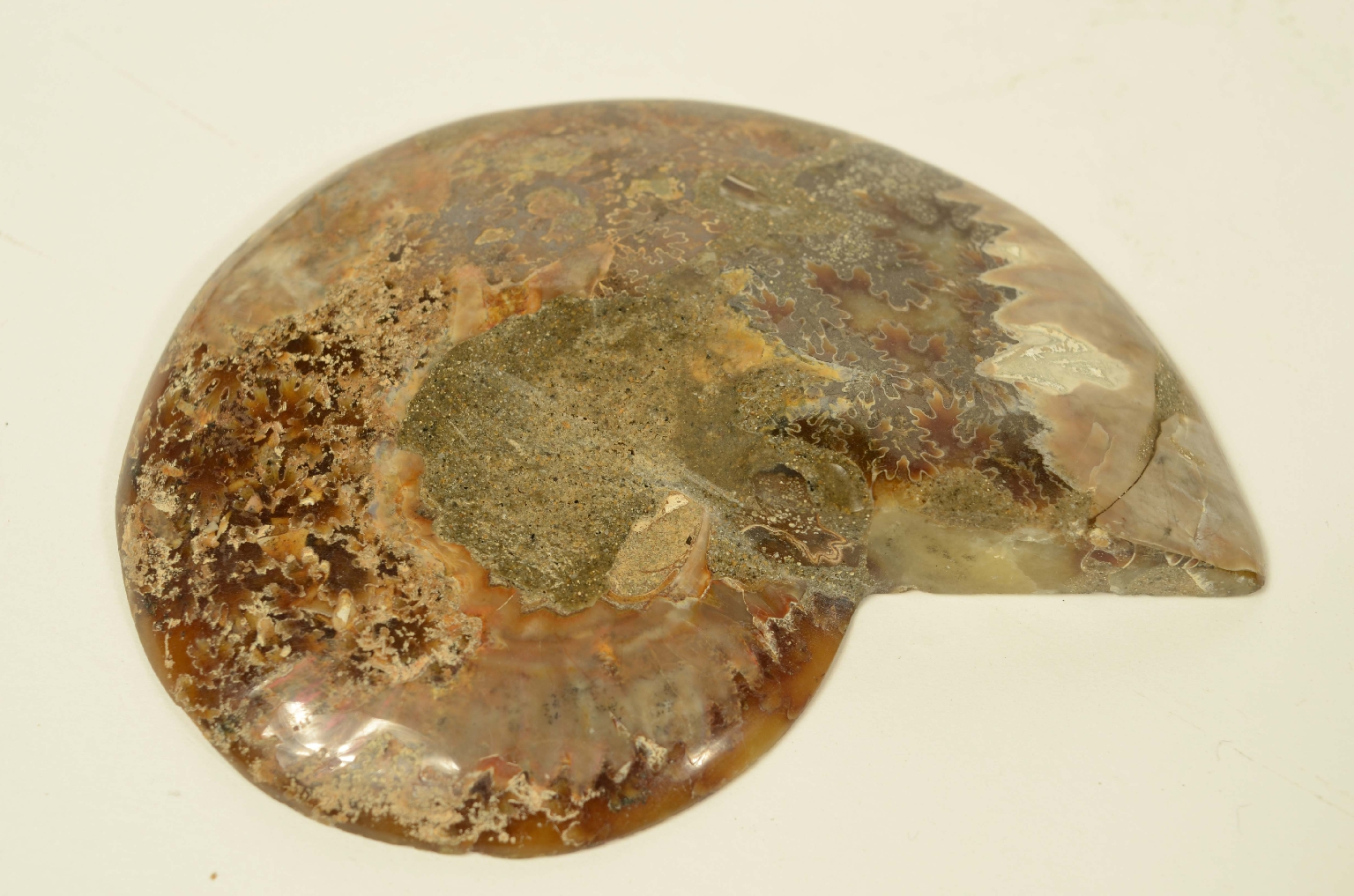 Storia naturale/8685b-Ammonite Fossile