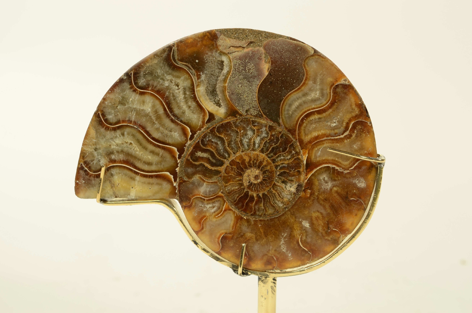 Storia naturale/8685b-Ammonite Fossile