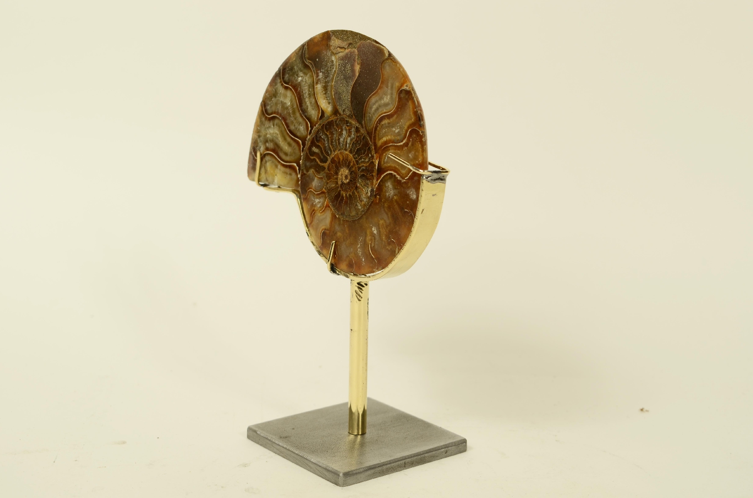 Storia naturale/8685b-Ammonite Fossile