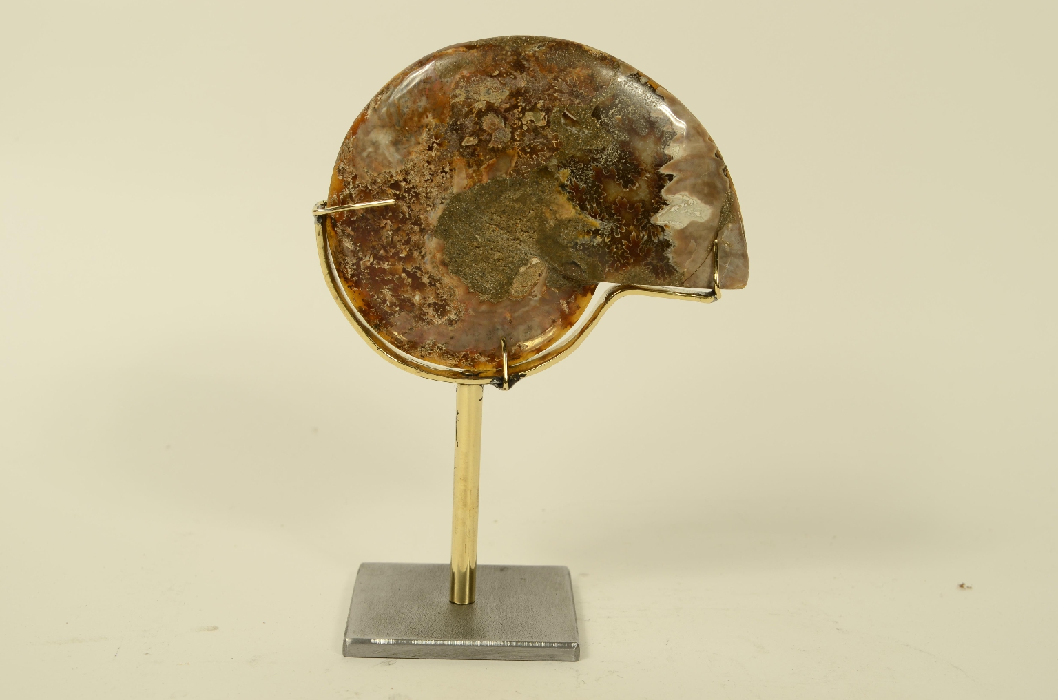 Storia naturale/8685b-Ammonite Fossile