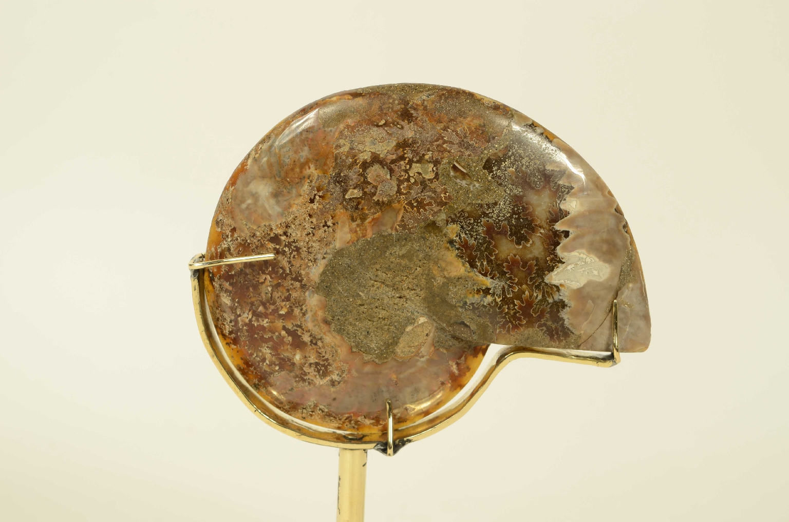 Storia naturale/8685b-Ammonite Fossile