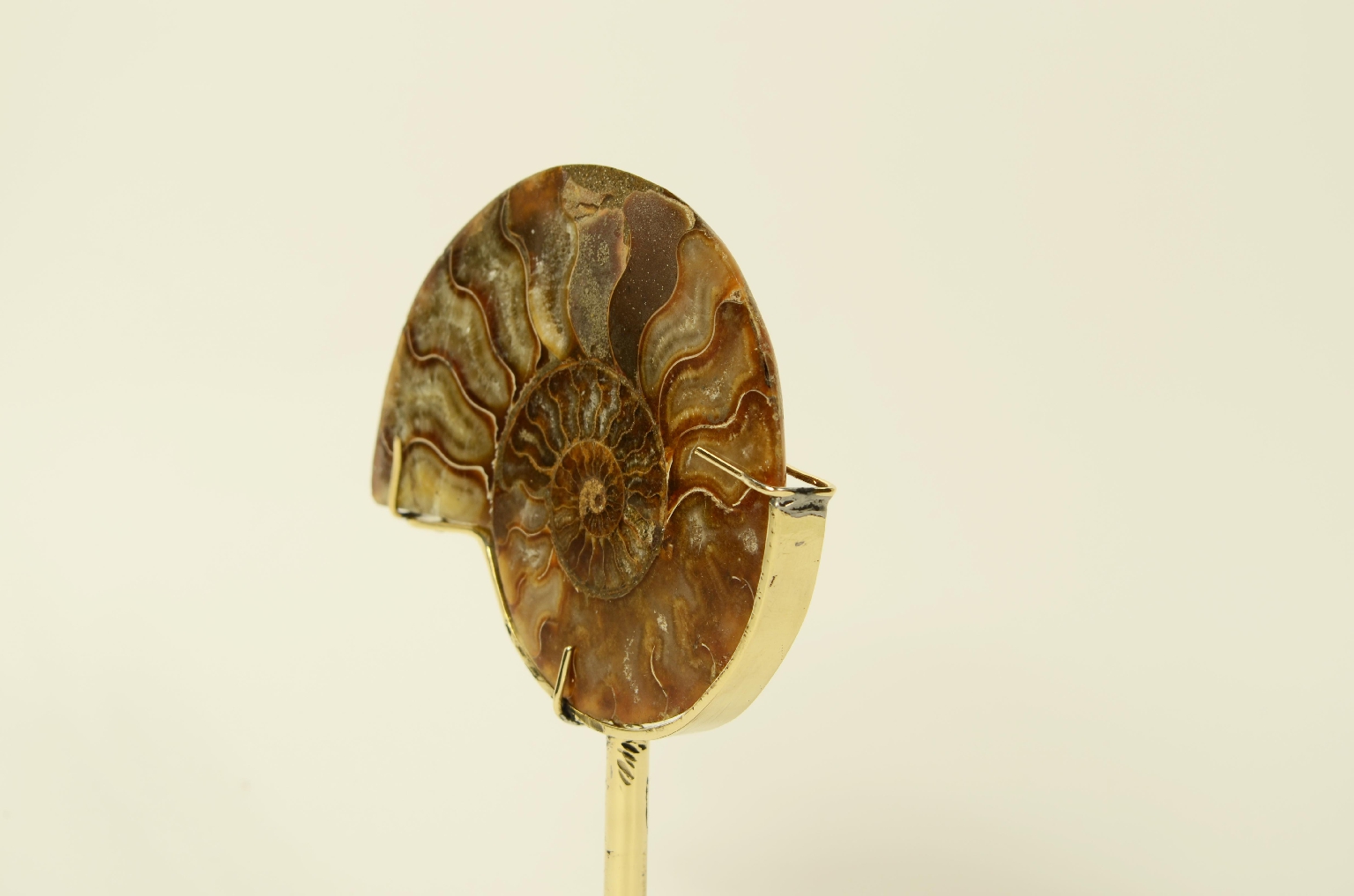 Storia naturale/8685b-Ammonite Fossile