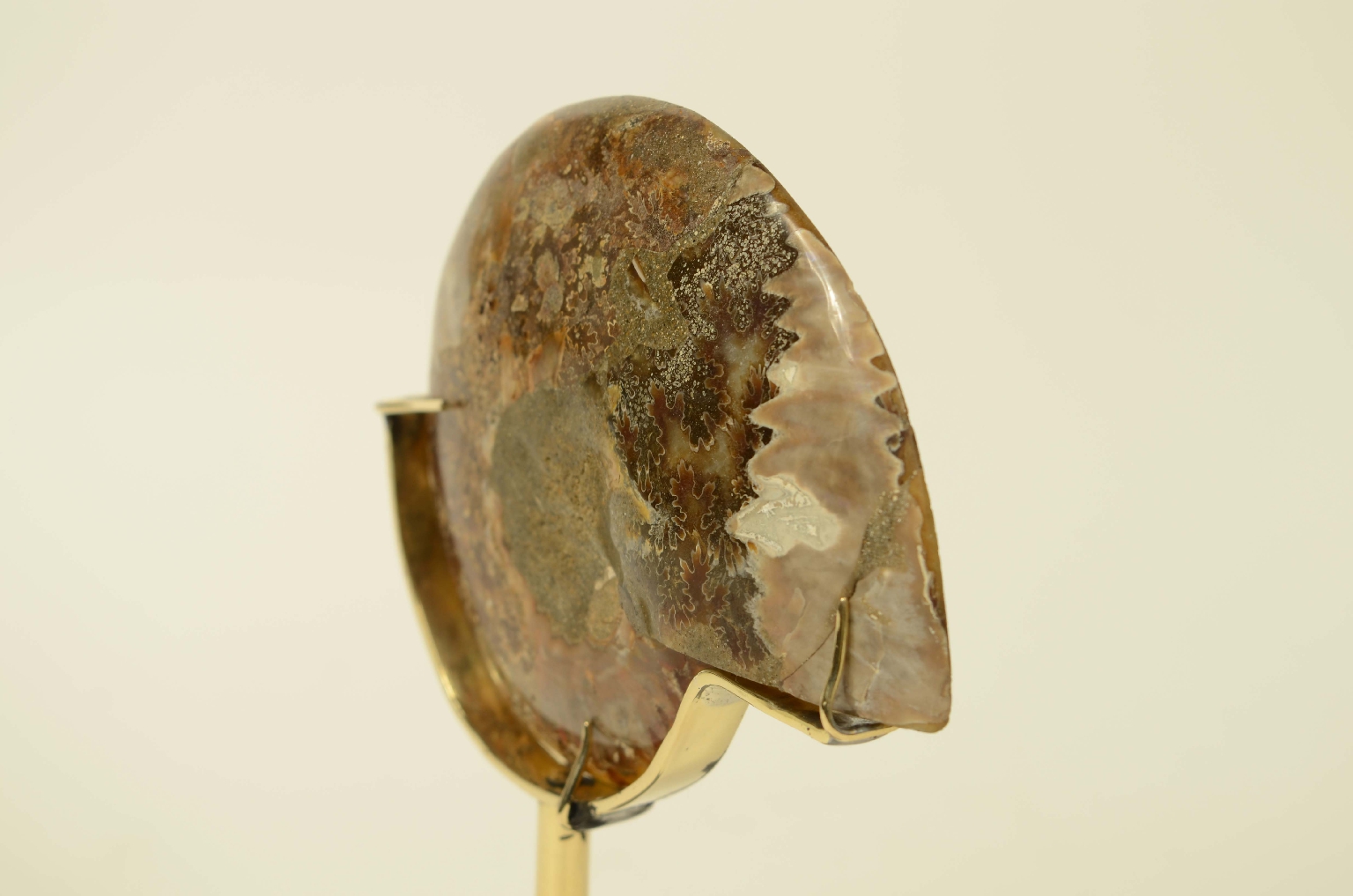 Storia naturale/8685b-Ammonite Fossile