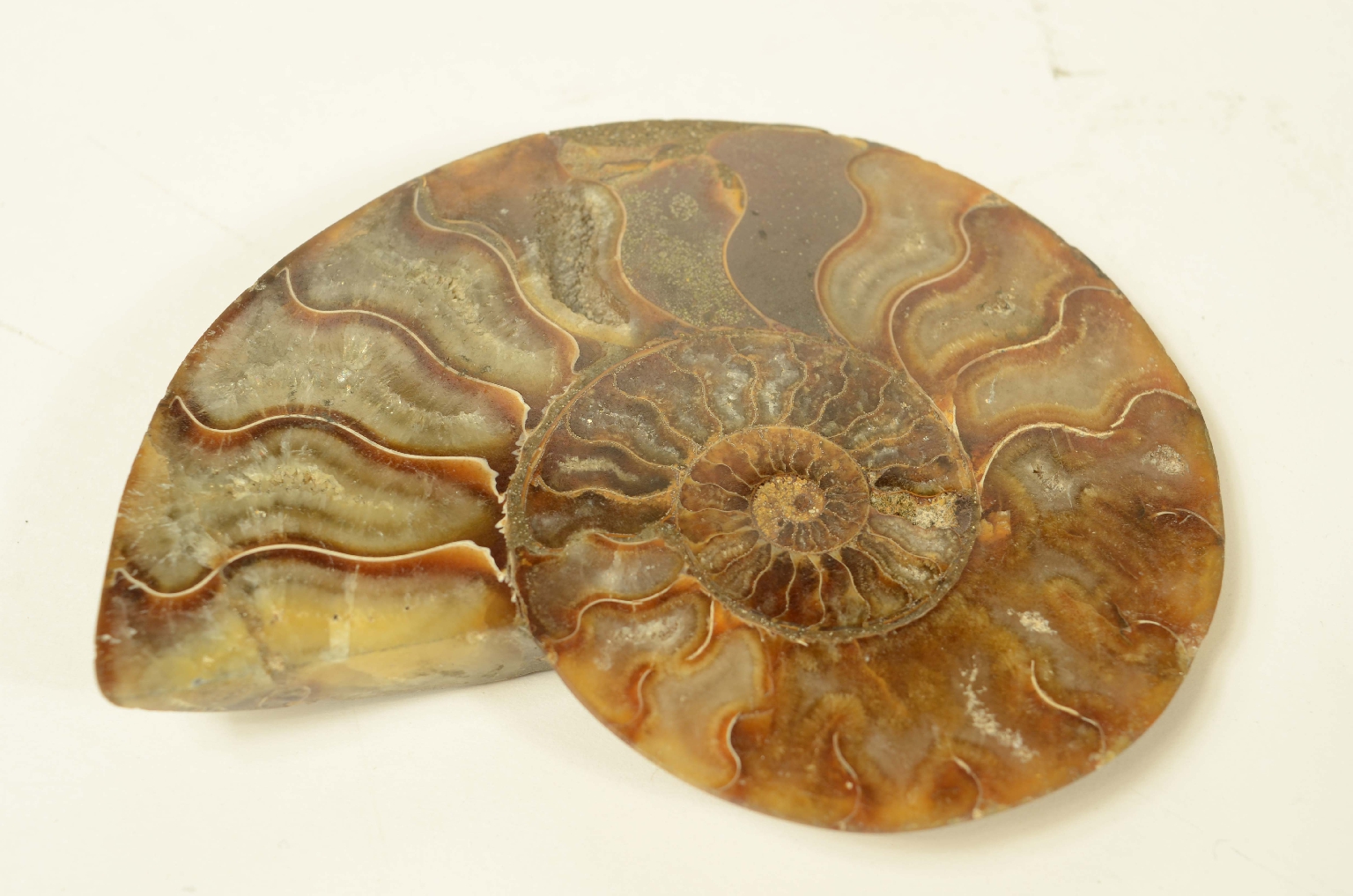 Storia naturale/8685b-Ammonite Fossile