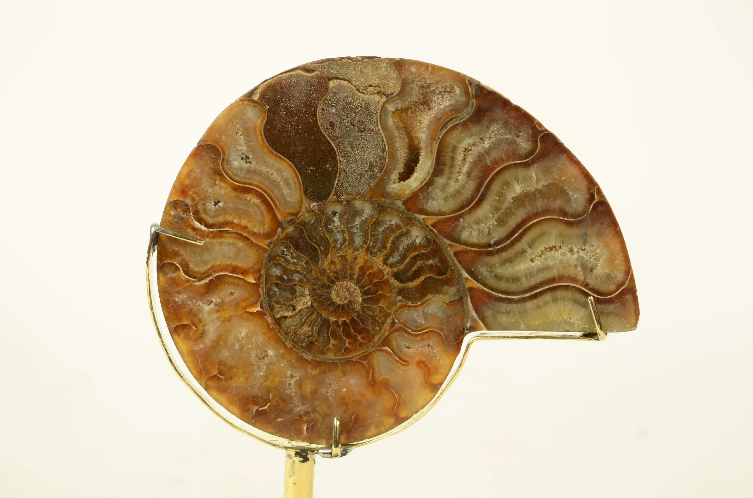 Storia naturale/8685c-Ammonite Fossile