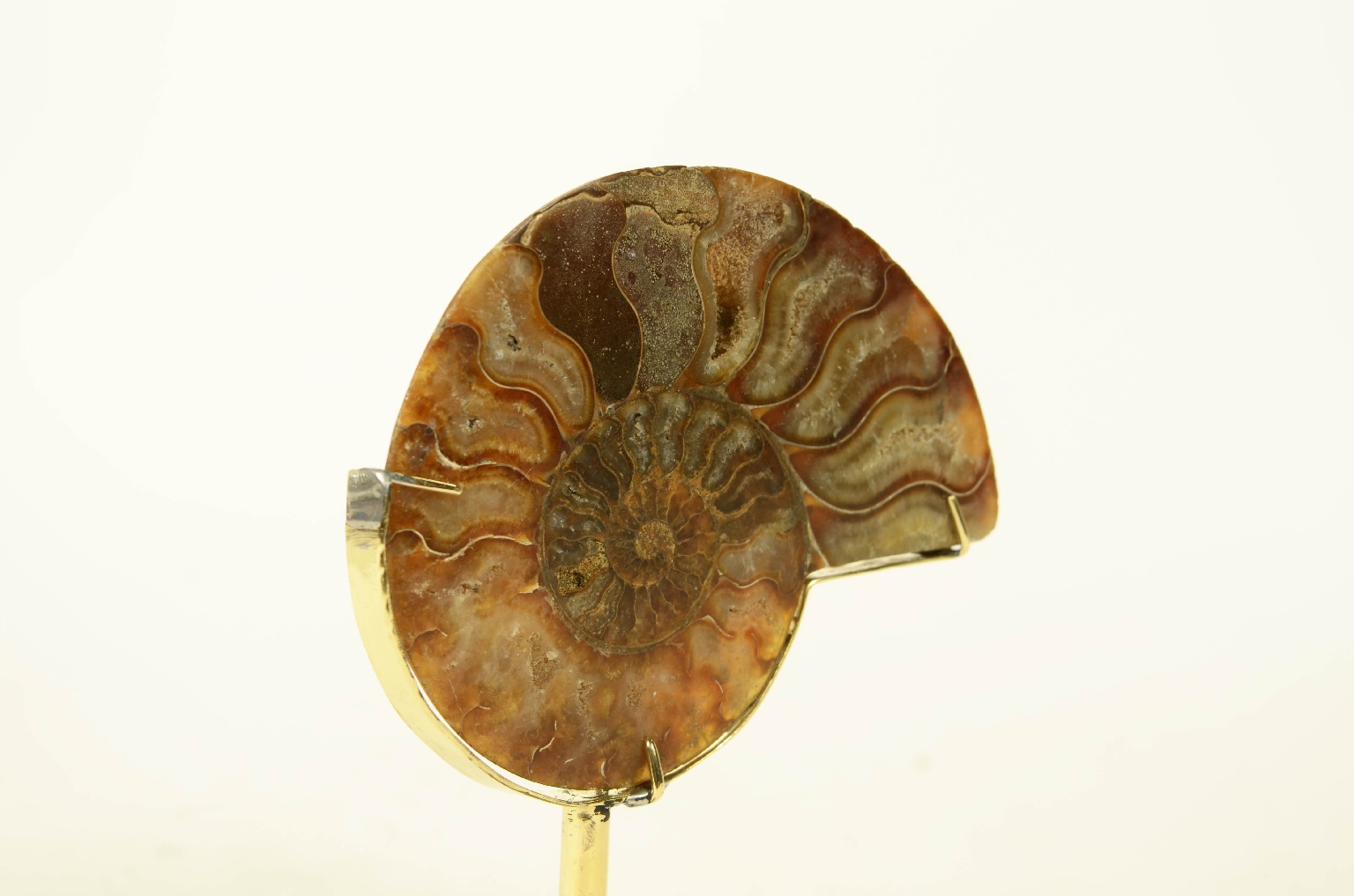 Storia naturale/8685c-Ammonite Fossile
