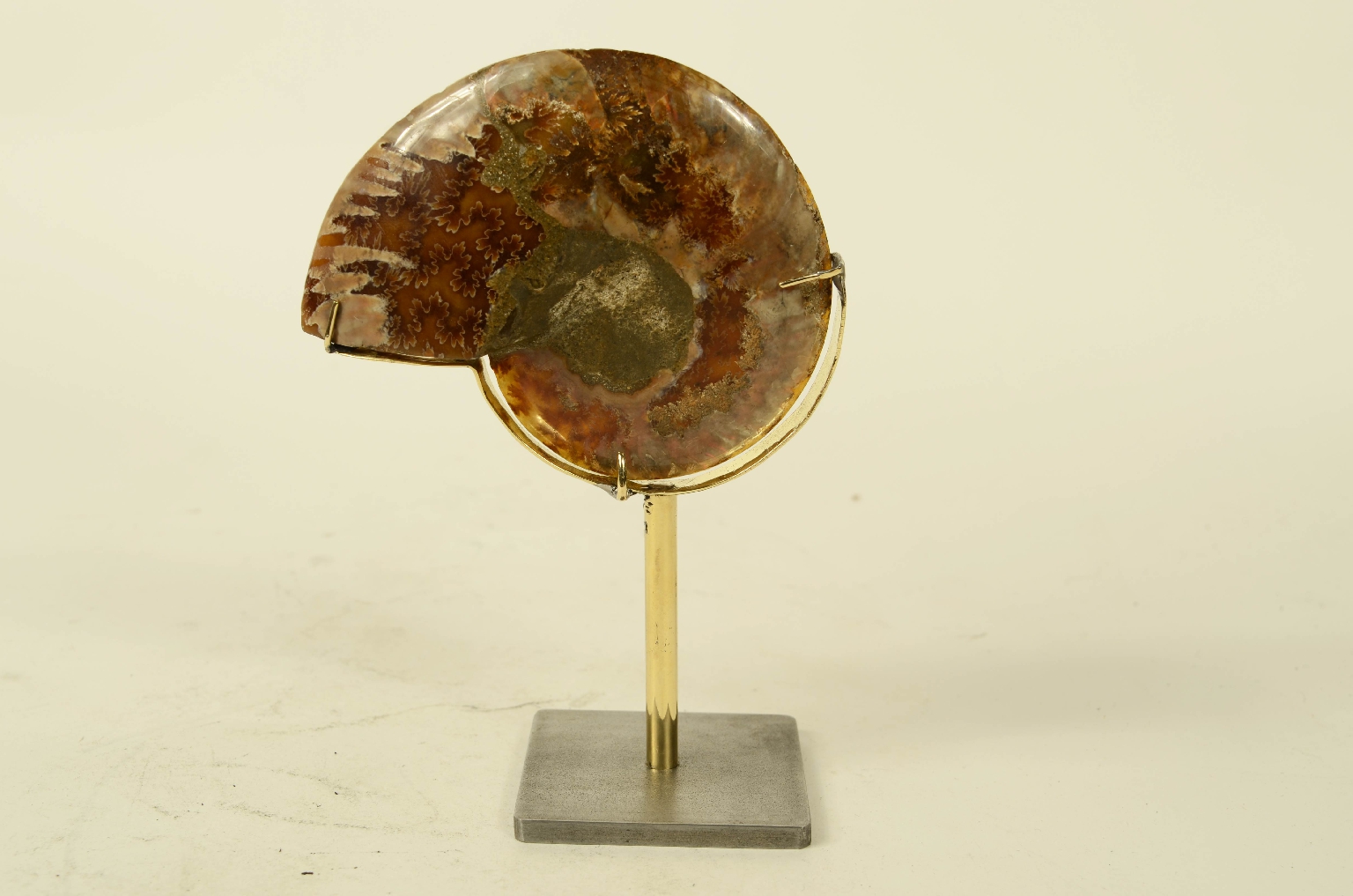 Storia naturale/8685c-Ammonite Fossile