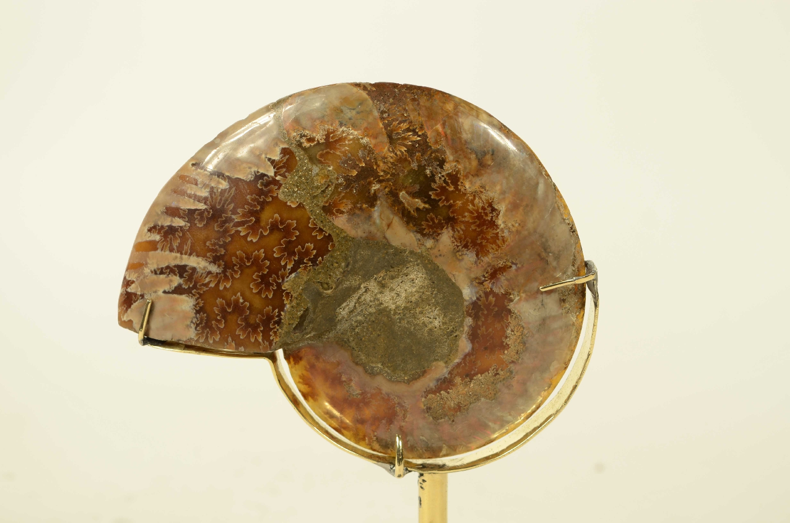Storia naturale/8685c-Ammonite Fossile