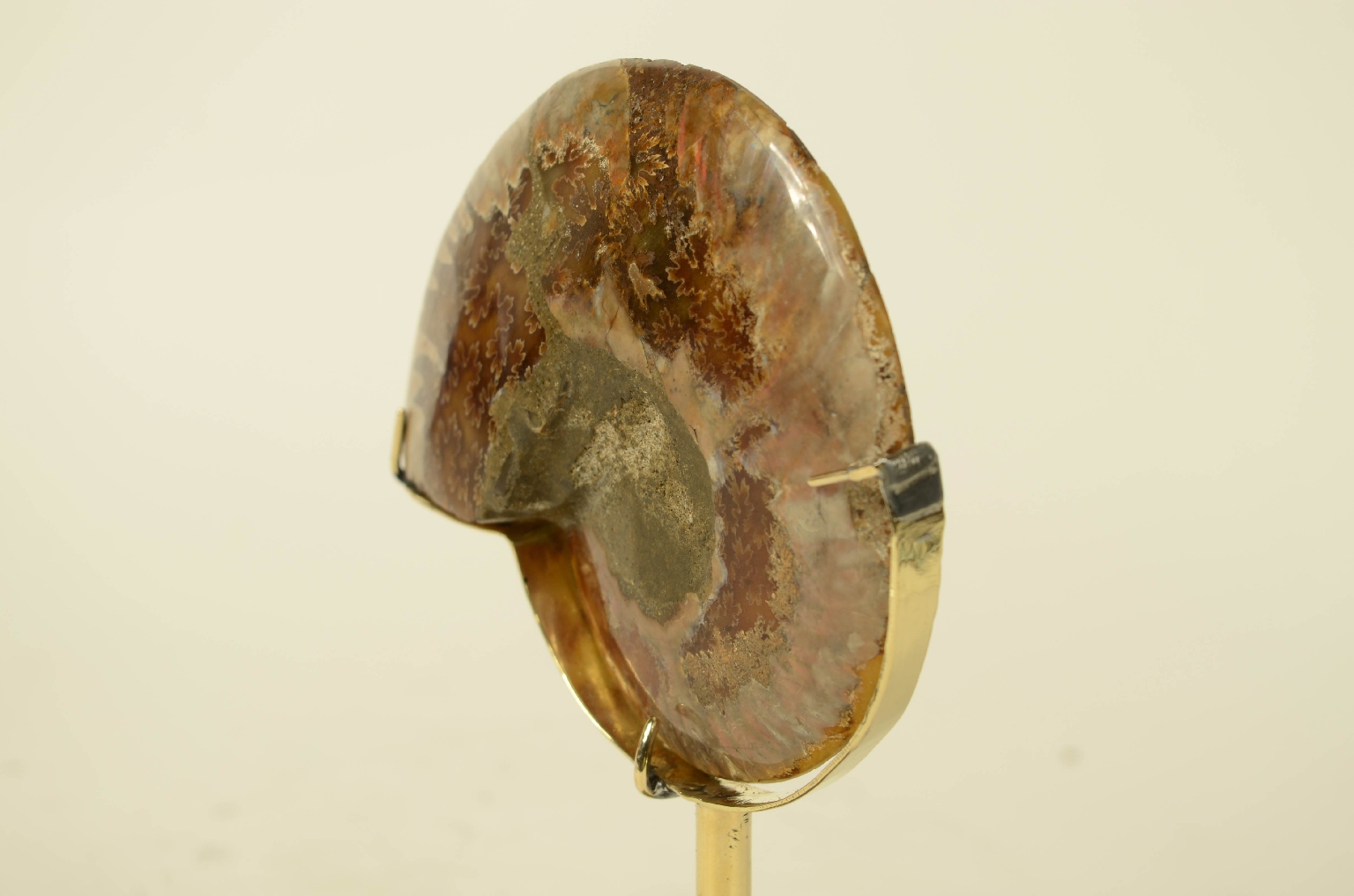 Storia naturale/8685c-Ammonite Fossile