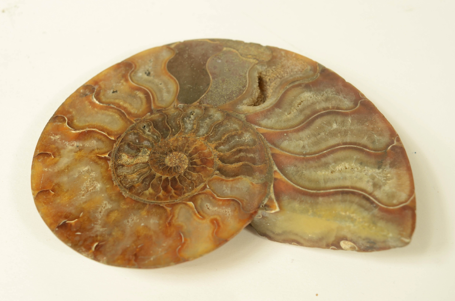 Storia naturale/8685c-Ammonite Fossile
