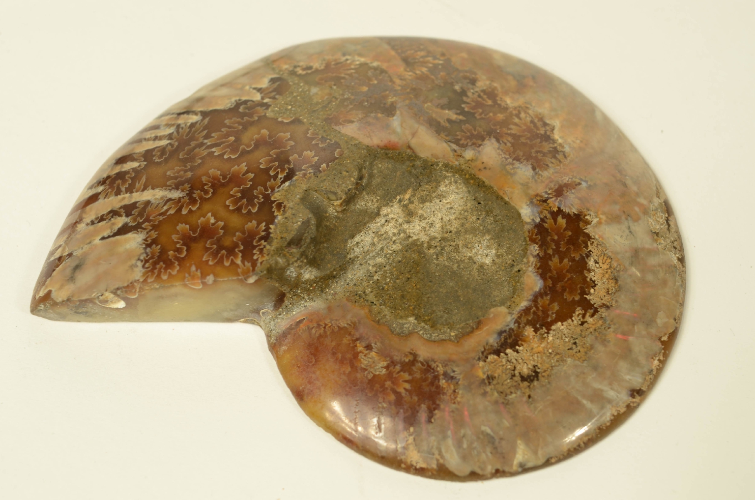 Storia naturale/8685c-Ammonite Fossile