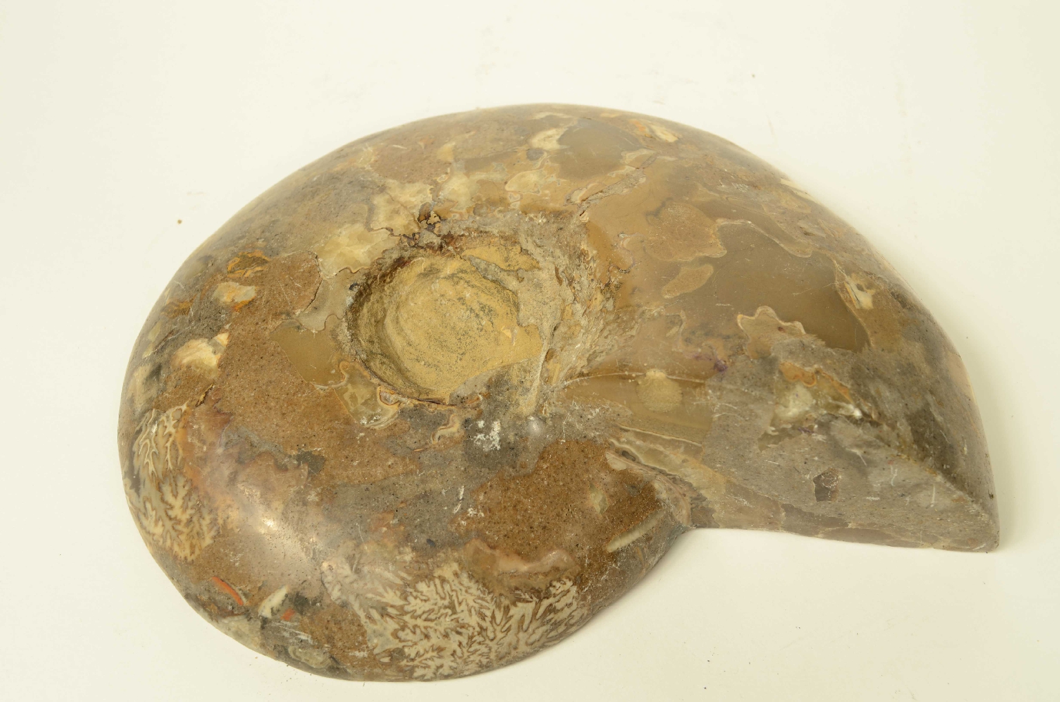 Storia naturale/8685d-Ammonite Fossile