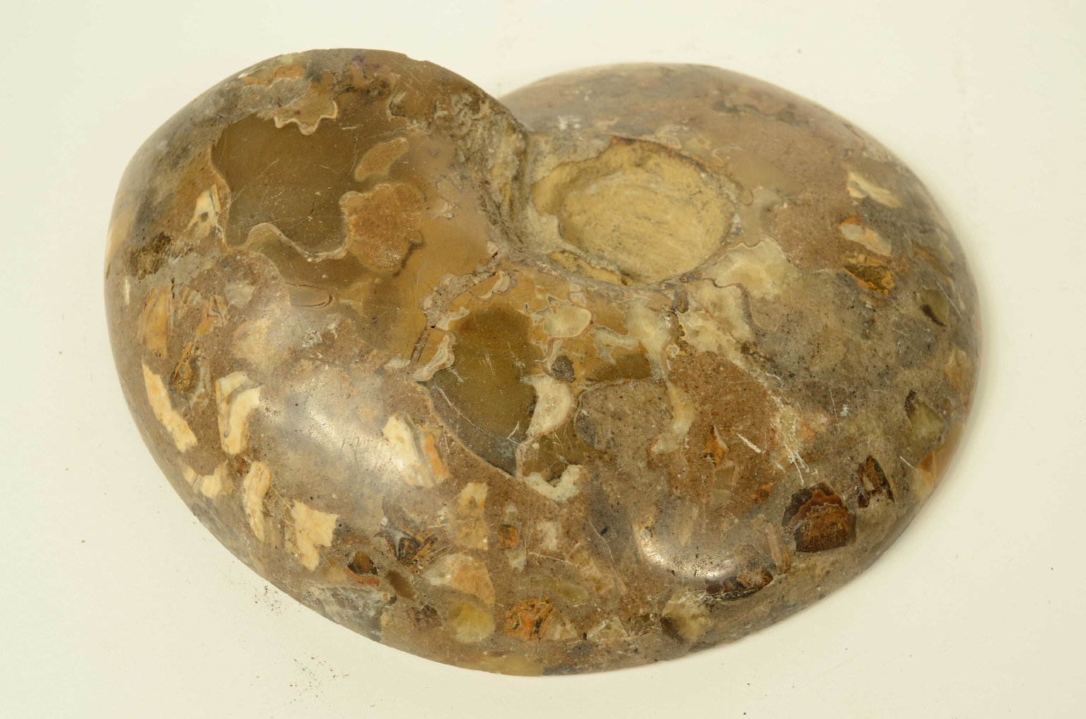 Storia naturale/8685d-Ammonite Fossile