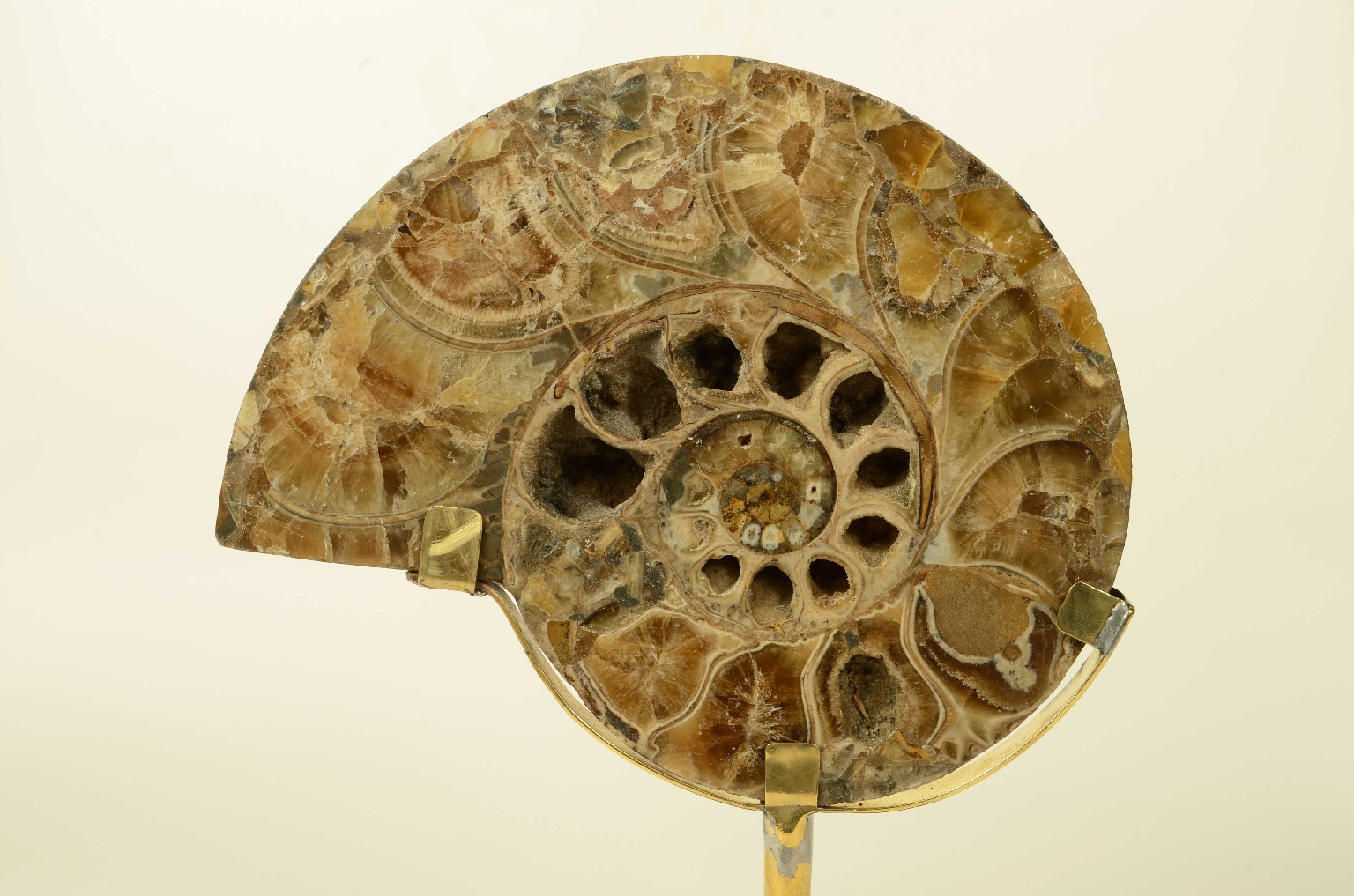 Storia naturale/8685d-Ammonite Fossile